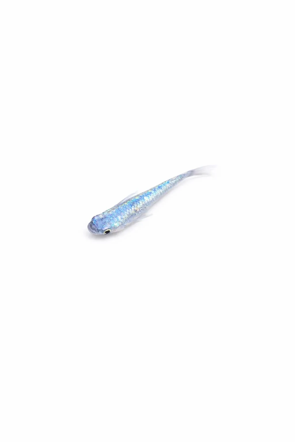 Blue sapphire Medaka rice fish eggs for sale