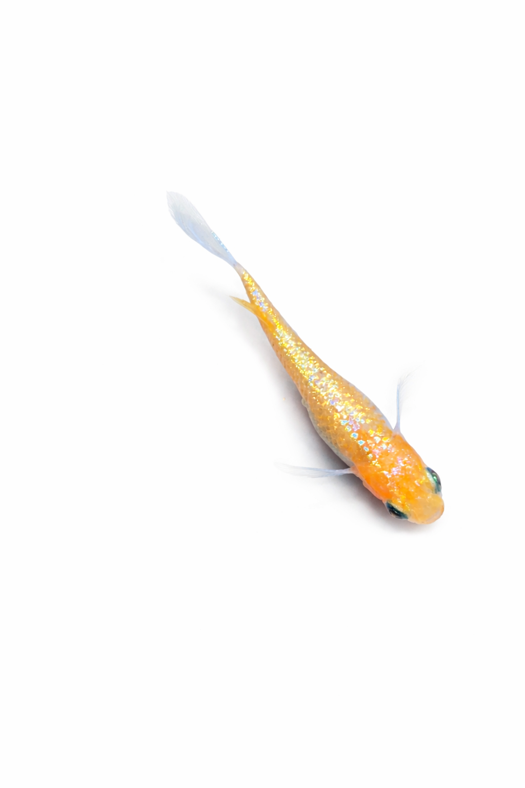 Miyzarakura MHR Medaka eggs for sale