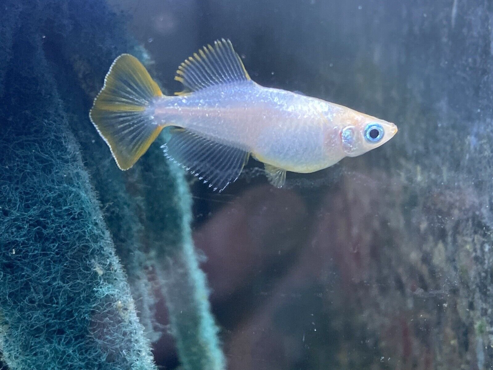 A small freshwater fish swimming near rocks and coral underwater with blue eyes and transparent fins.