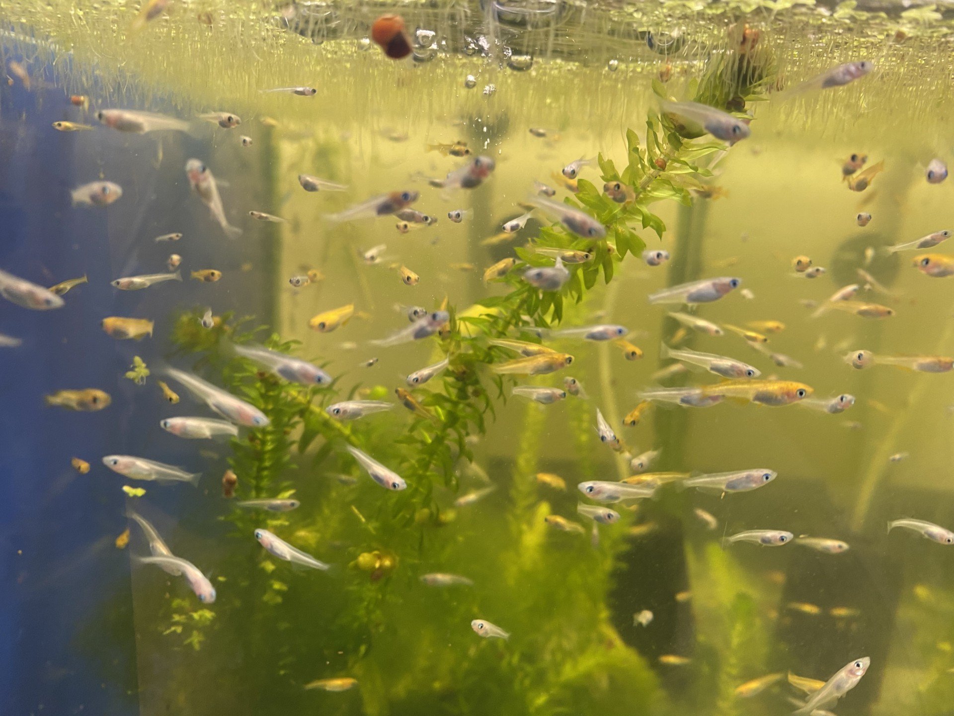 A freshwater aquarium filled with small fish swimming among green aquatic plants.