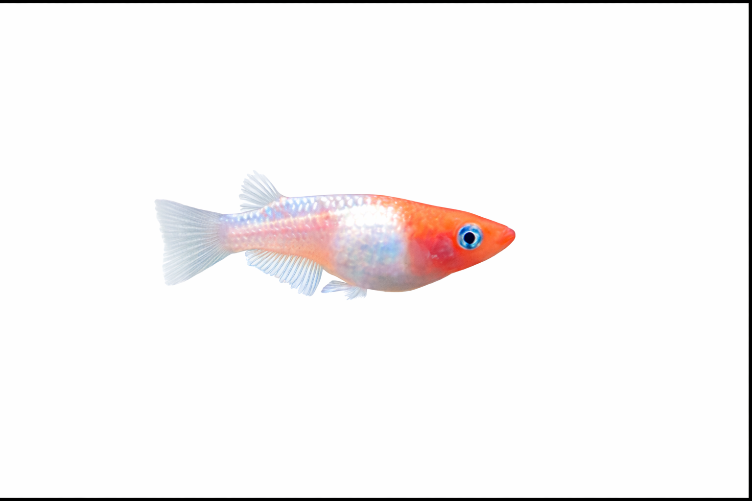 Kohaku  Medaka eggs X20