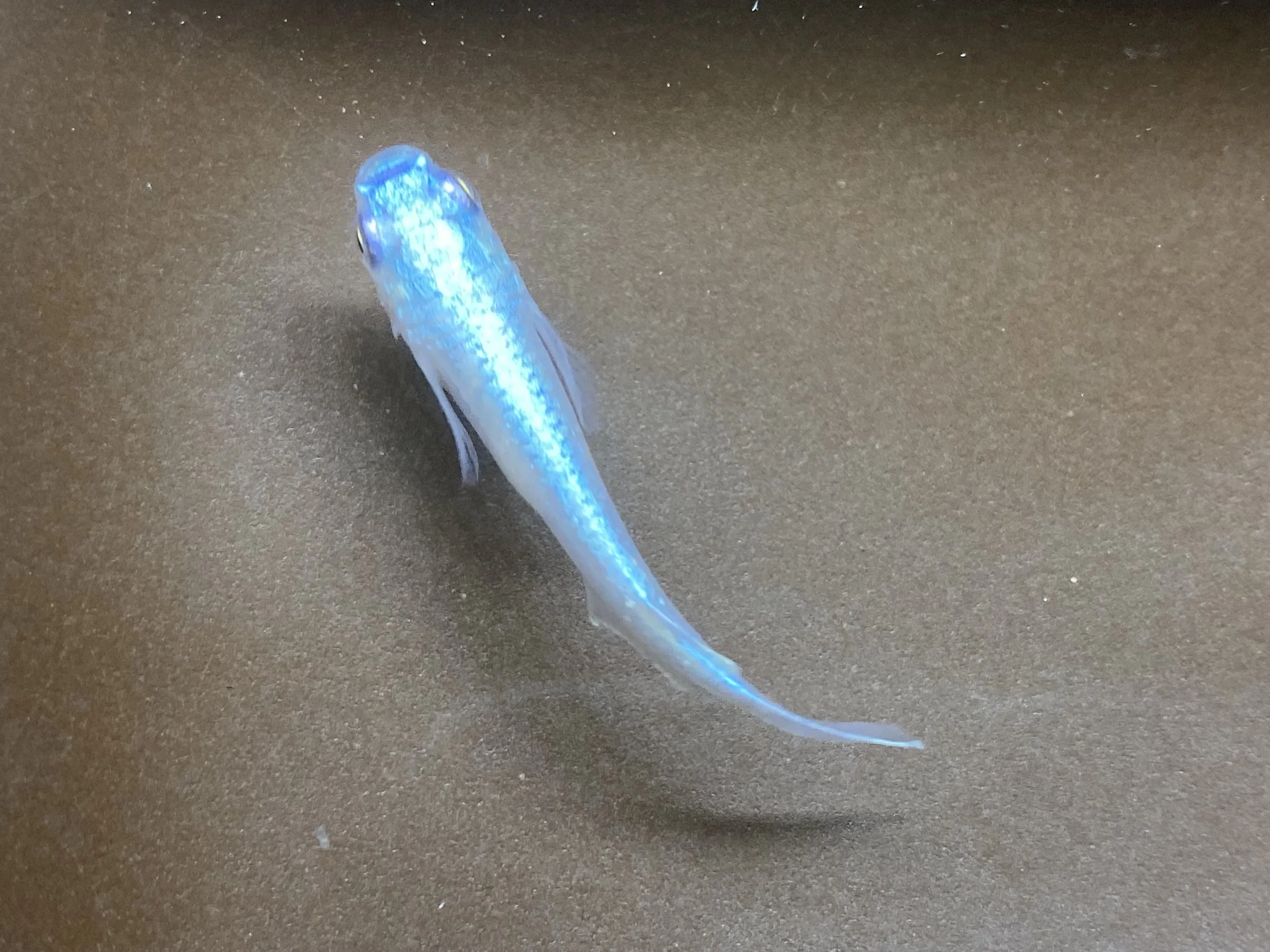 Miyuki Blue Medaka
Medaka Rice fish, Japanese rice fish, Oryzias latipes, killi fish Aquarium fish, Freshwater fish, Small aquarium fish, Ornamental fish, Beginner-friendly fish, Medaka breeding Medaka care, Medaka fry, Medaka eggs, Medaka hatching, 