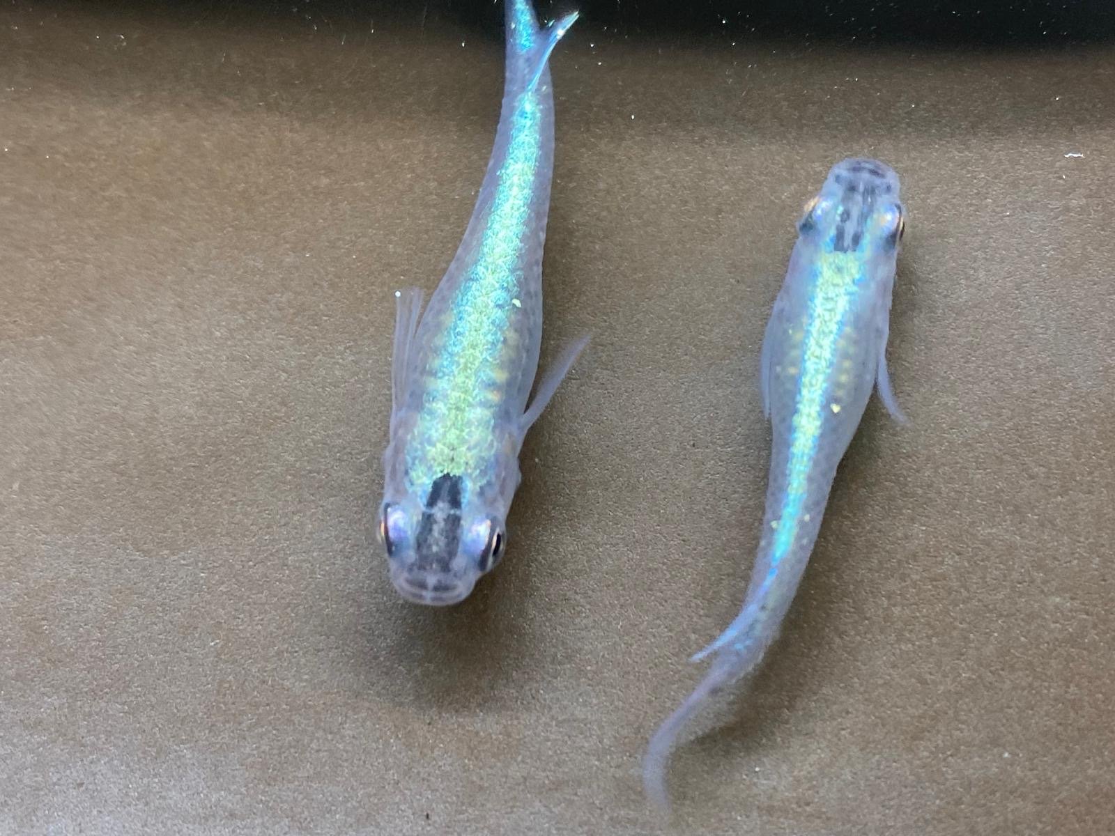 Miyuki Black Medaka
Medaka Rice fish, Japanese rice fish, Oryzias latipes, killi fish Aquarium fish, Freshwater fish, Small aquarium fish, Ornamental fish, Beginner-friendly fish, Medaka breeding Medaka care, Medaka fry, Medaka eggs, Medaka hatching,