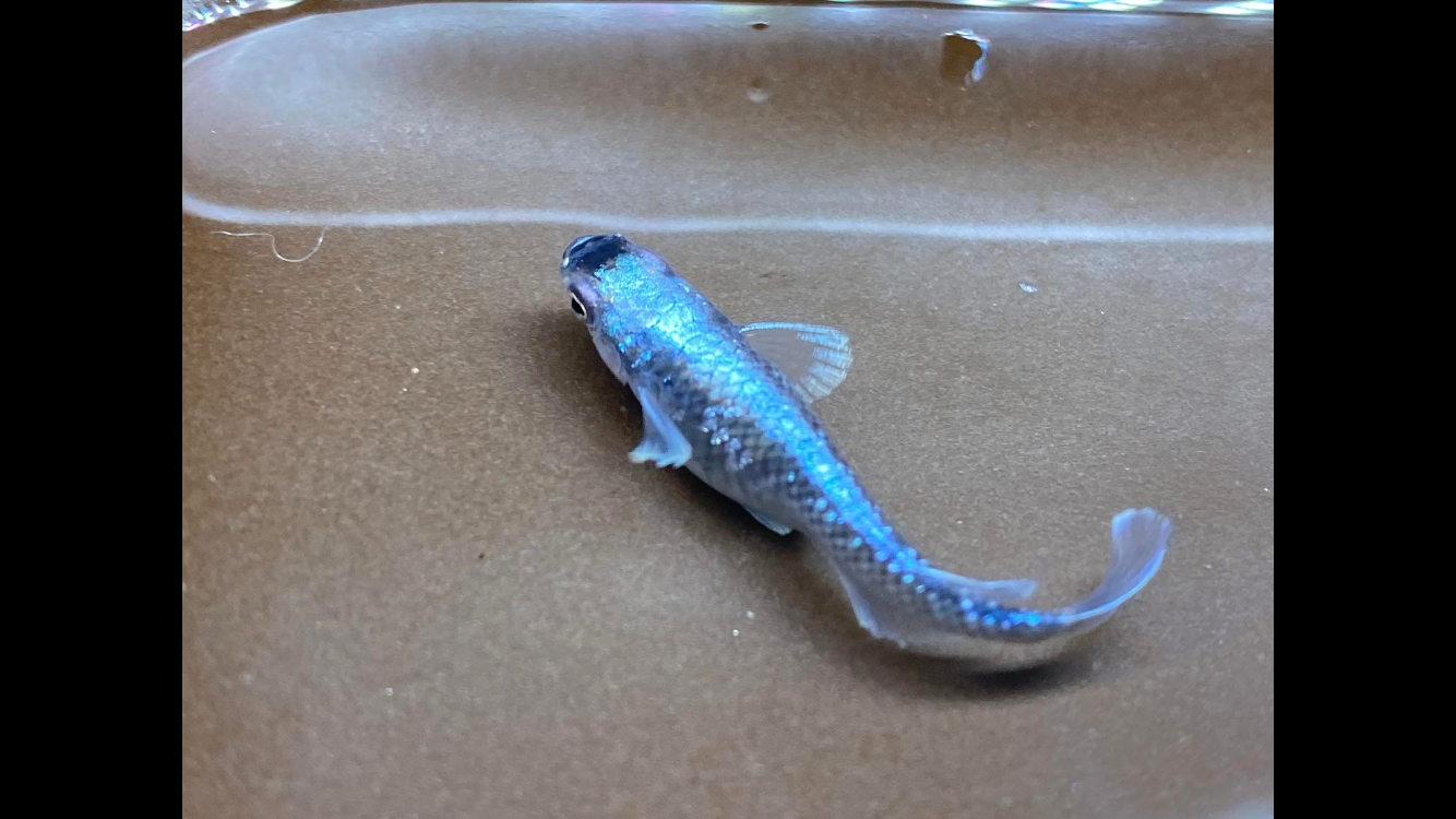 A small fish with shiny blue and silver scales lying on a brown surface, possibly in an aquarium or a shallow tray.