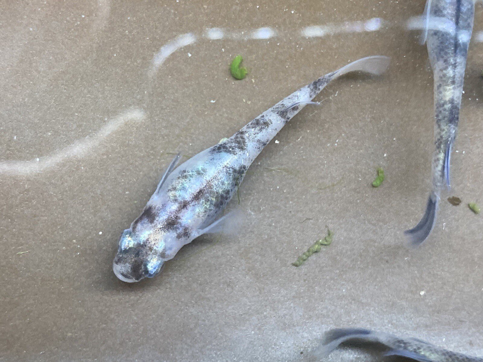 Pink Tiger Medaka
Medaka Rice fish, Japanese rice fish, Oryzias latipes, killi fish Aquarium fish, Freshwater fish, Small aquarium fish, Ornamental fish, Beginner-friendly fish, Medaka breeding Medaka care, Medaka fry, Medaka eggs, Medaka hatching, H