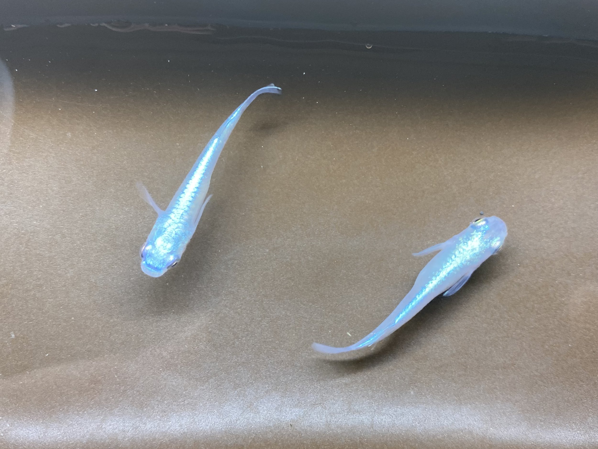 Miyuki Blue Medaka
Medaka Rice fish, Japanese rice fish, Oryzias latipes, killi fish Aquarium fish, Freshwater fish, Small aquarium fish, Ornamental fish, Beginner-friendly fish, Medaka breeding Medaka care, Medaka fry, Medaka eggs, Medaka hatching, 