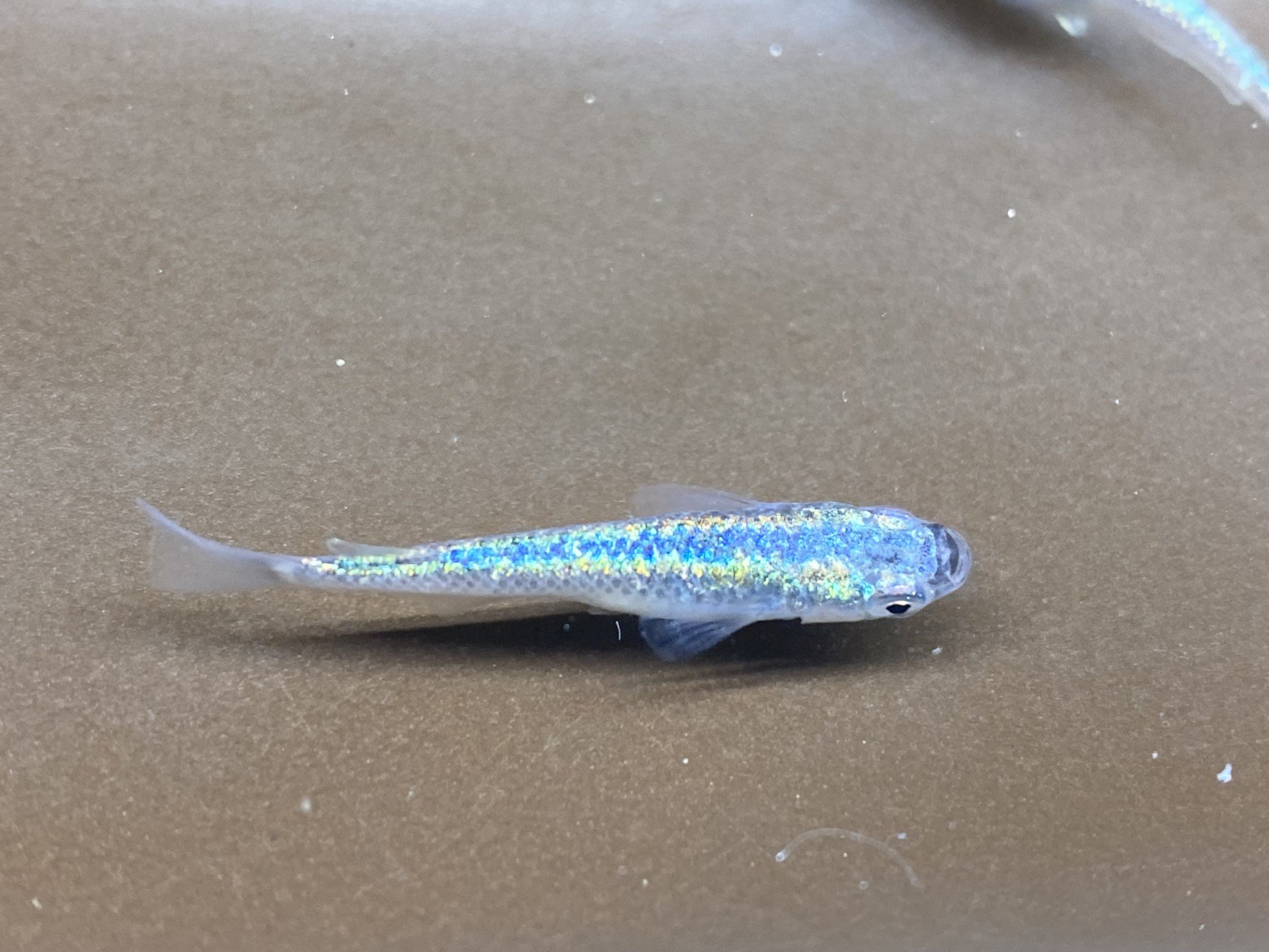 
Blue sapphire Medaka
Medaka Rice fish, Japanese rice fish, Oryzias latipes, killi fish Aquarium fish, Freshwater fish, Small aquarium fish, Ornamental fish, Beginner-friendly fish, Medaka breeding Medaka care, Medaka fry, Medaka eggs, Medaka hatchin