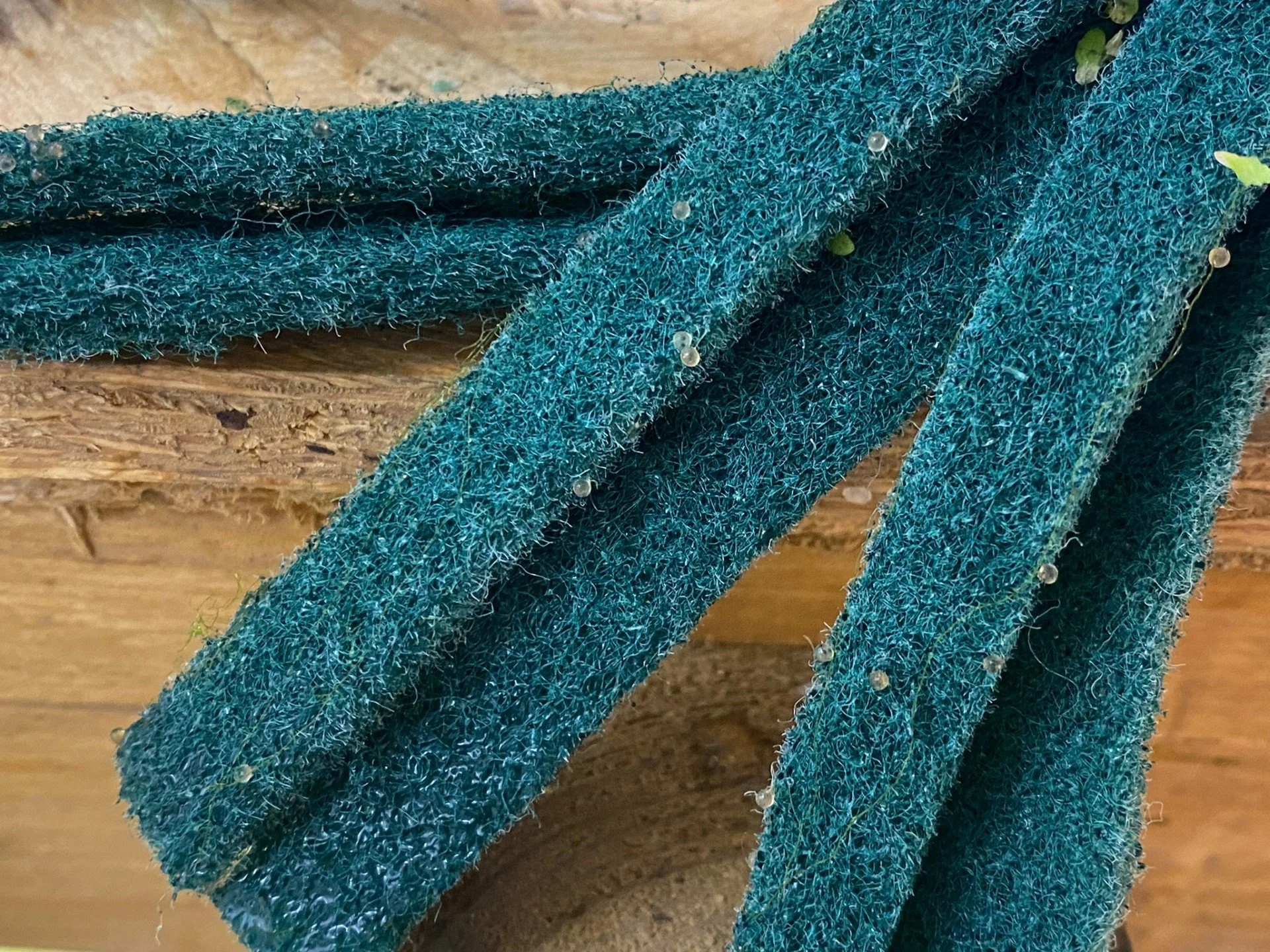 Close-up of teal-colored abrasive scrub brushes with small bristles and tiny white particles on a wooden surface.