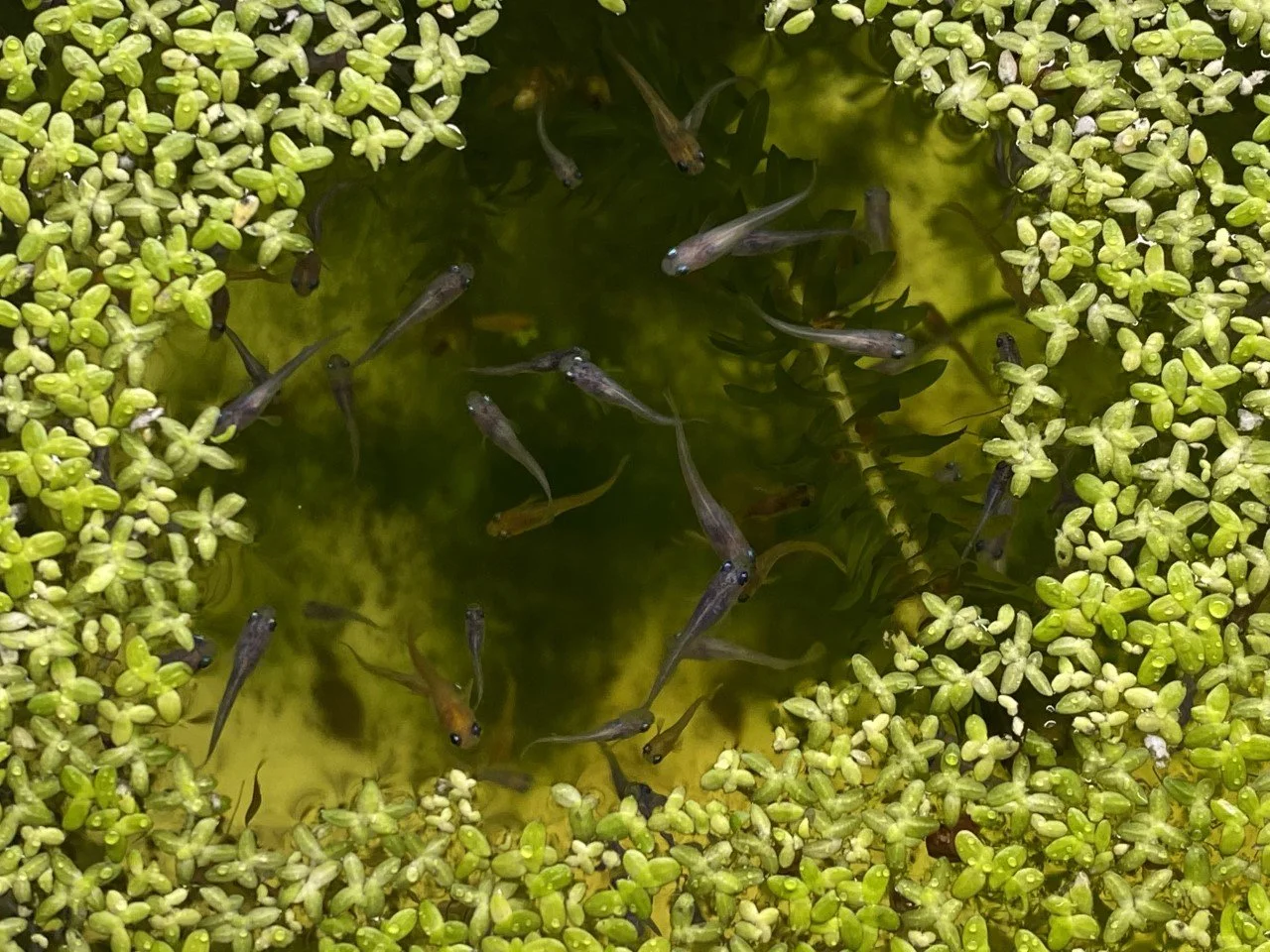 Small fish swimming in a pond surrounded by floating aquatic plants.
