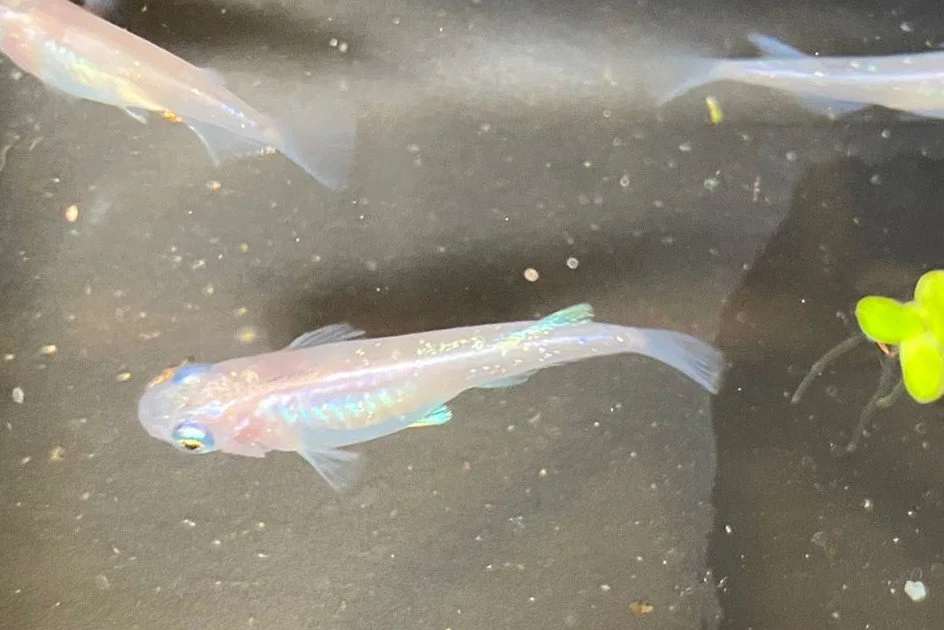 A small, iridescent fish swimming in water with some floating debris and a green plant to the right.
