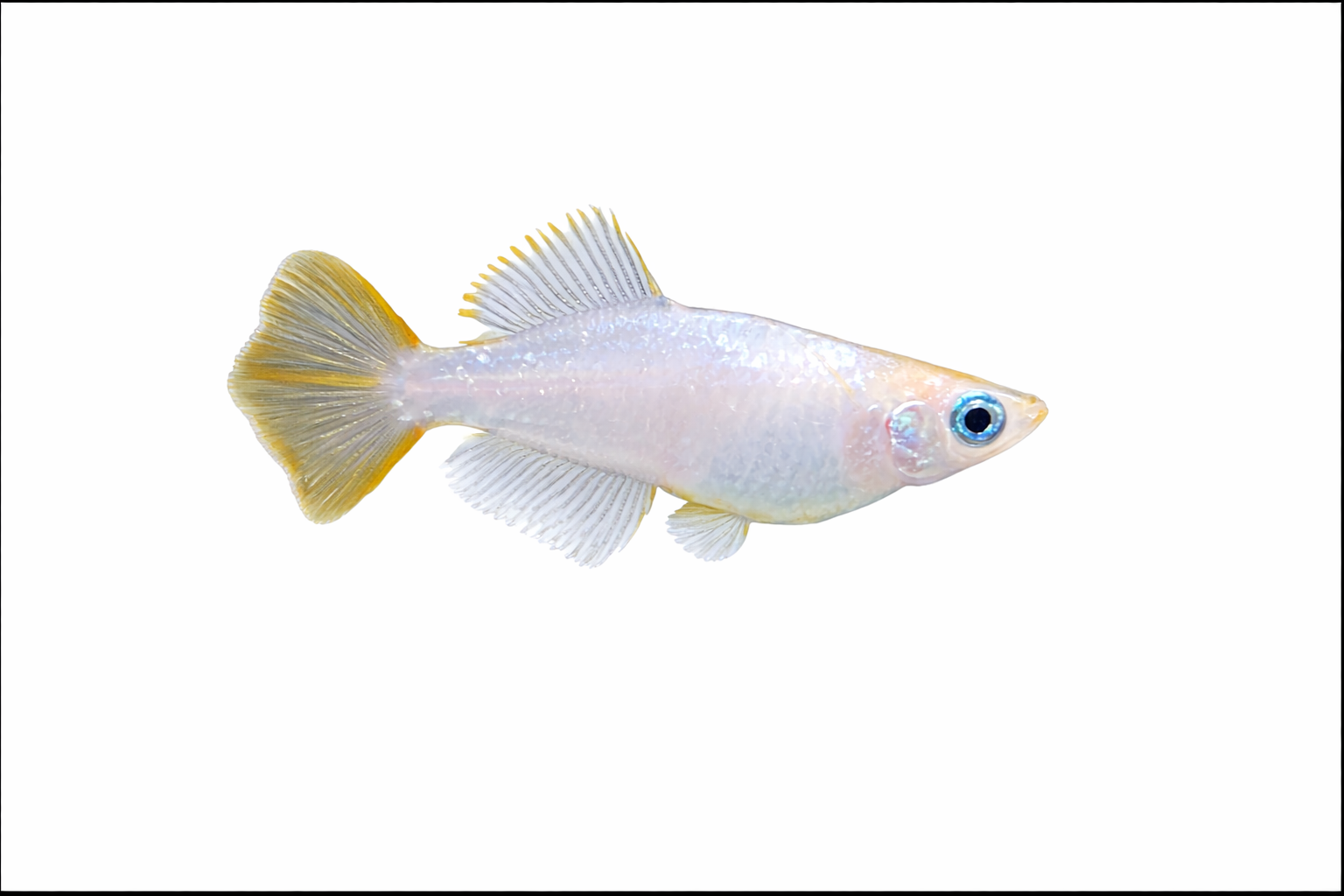 Tennyo spade tail Medaka eggs X20