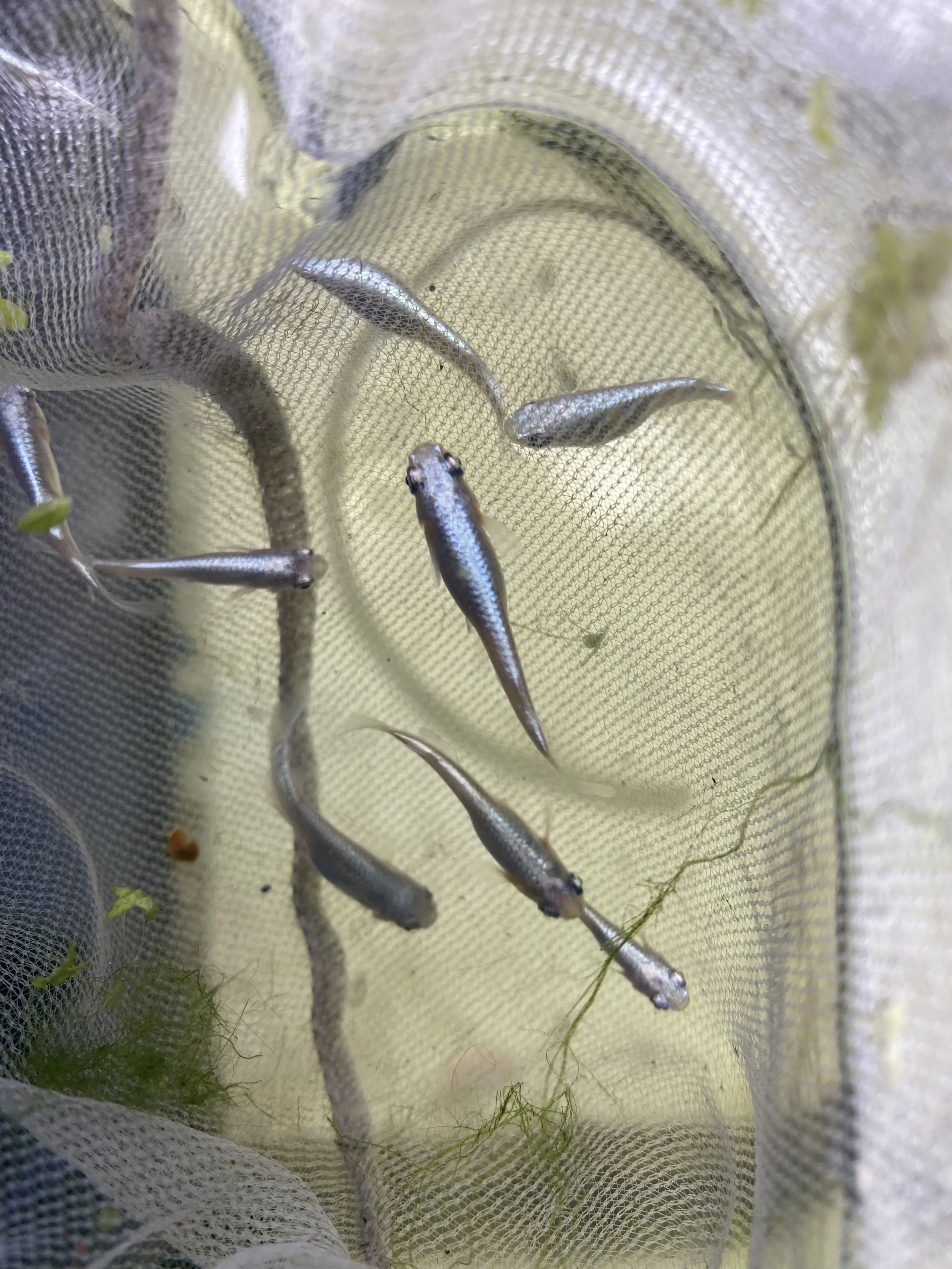 Miyuki Blue Medaka
Medaka Rice fish, Japanese rice fish, Oryzias latipes, killi fish Aquarium fish, Freshwater fish, Small aquarium fish, Ornamental fish, Beginner-friendly fish, Medaka breeding Medaka care, Medaka fry, Medaka eggs, Medaka hatching, 