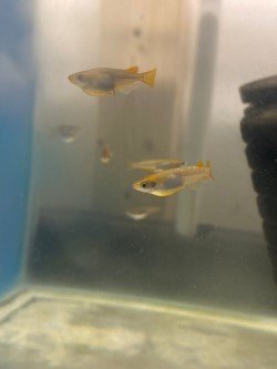 Two small fish swimming in a tank with a blurry background.