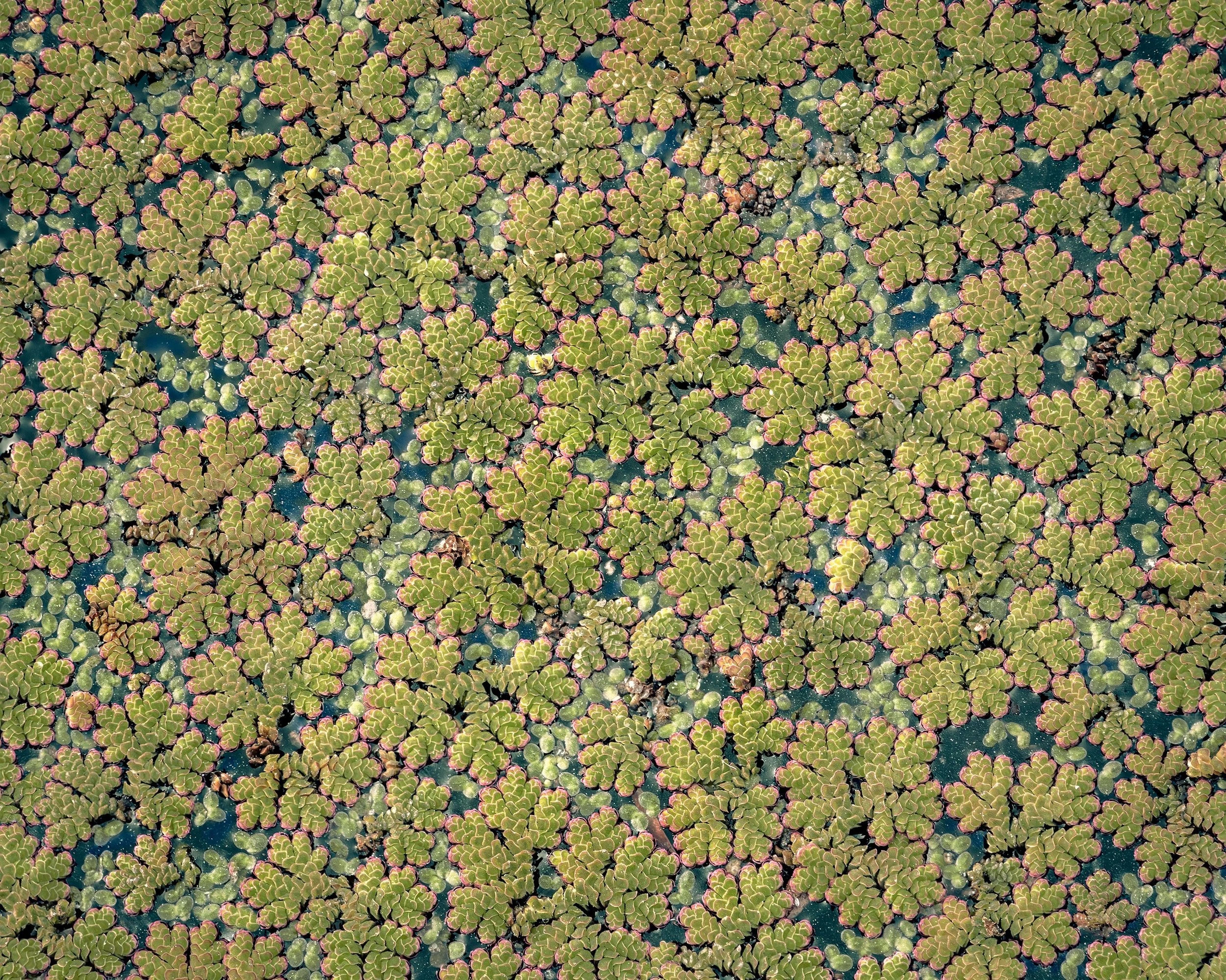 WaterFernNewColor.jpg