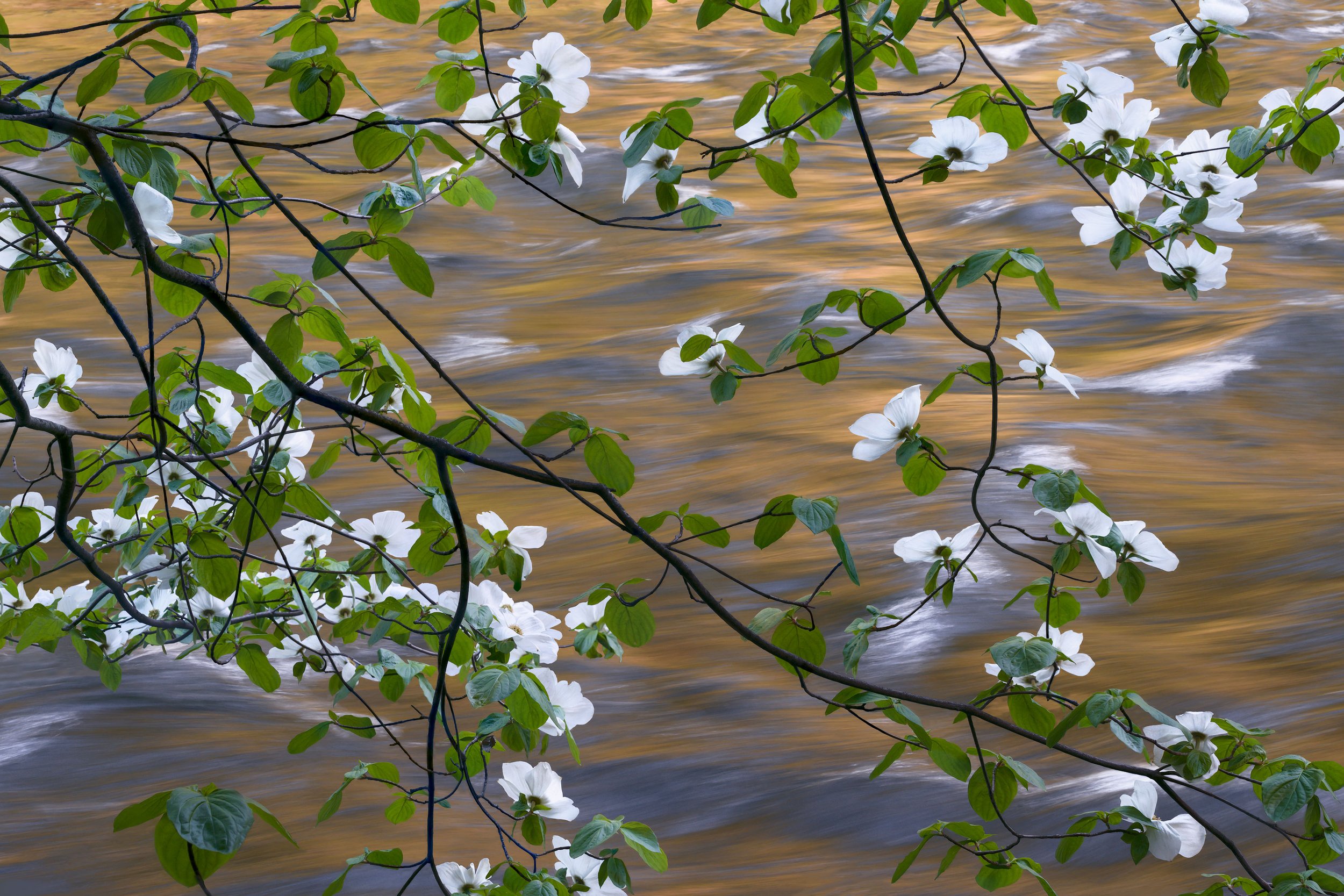 Dogwoods.jpg