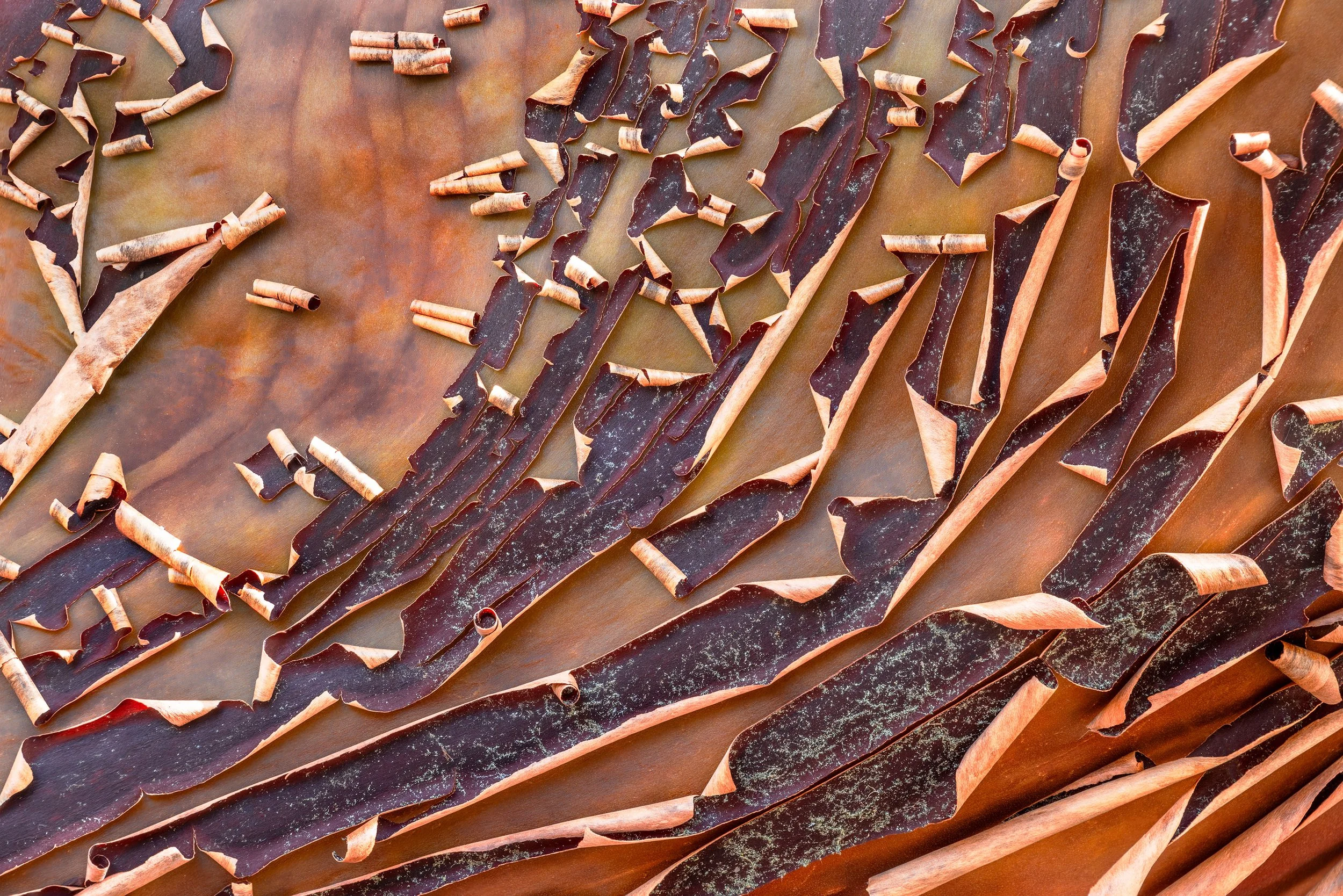 Manzanita8Web.jpg