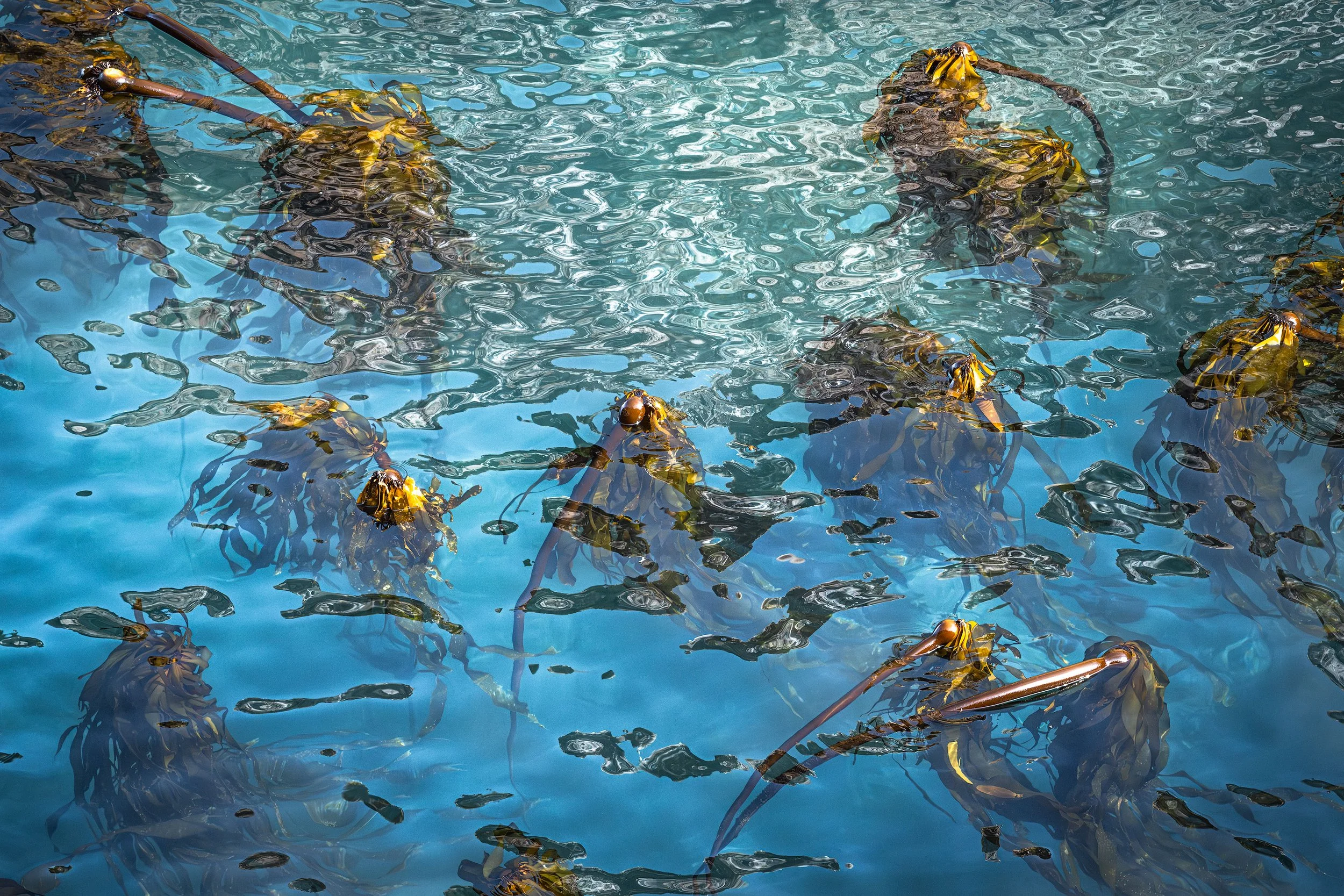 GiantKelp2Web.jpg