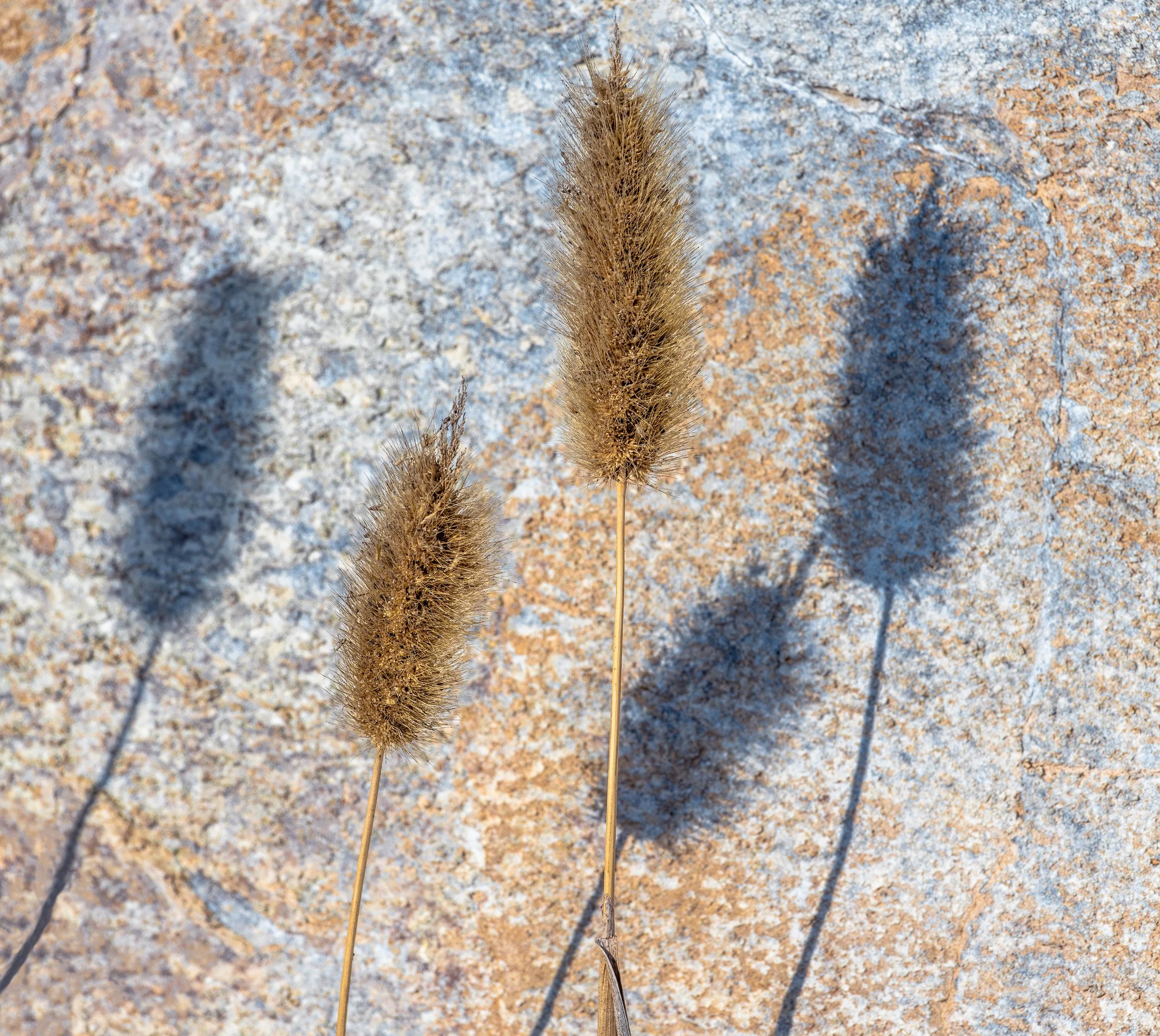 ShadowGrass.jpg