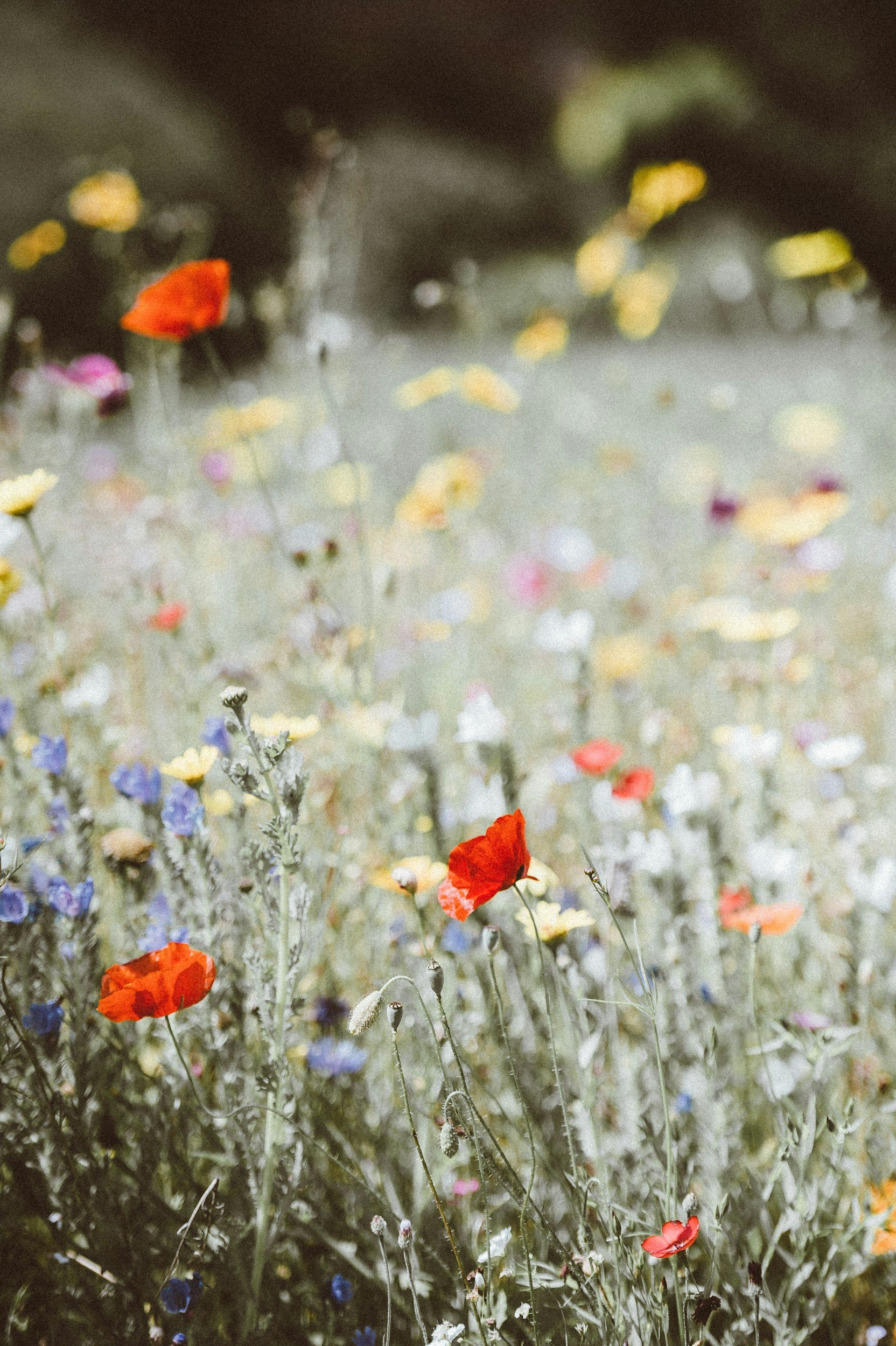 Wildflowers, including poppies, growing in a field with a soft focus background.
