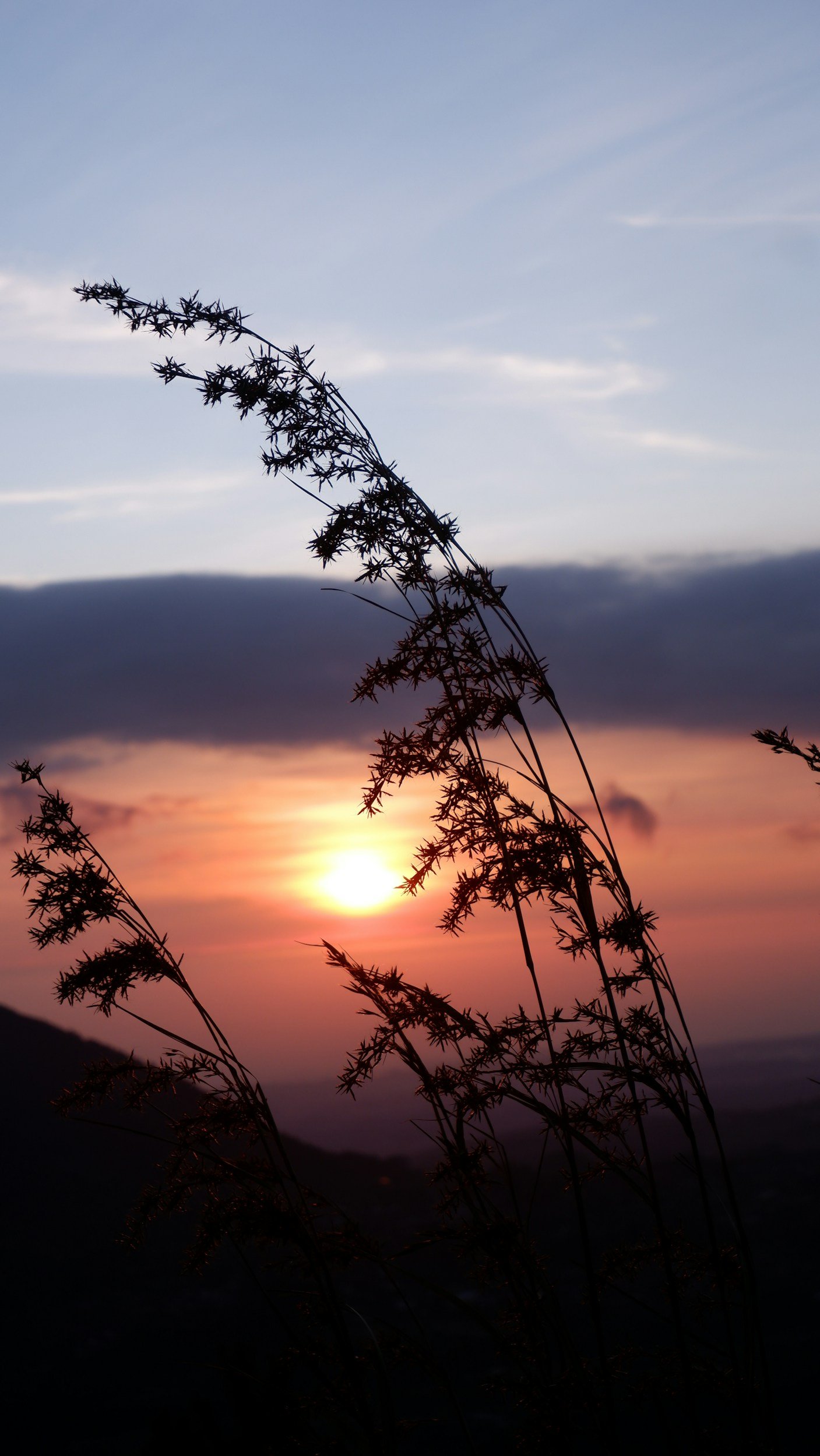 Silhouetted grass stalks against a sunset or sunrise sky with clouds.
