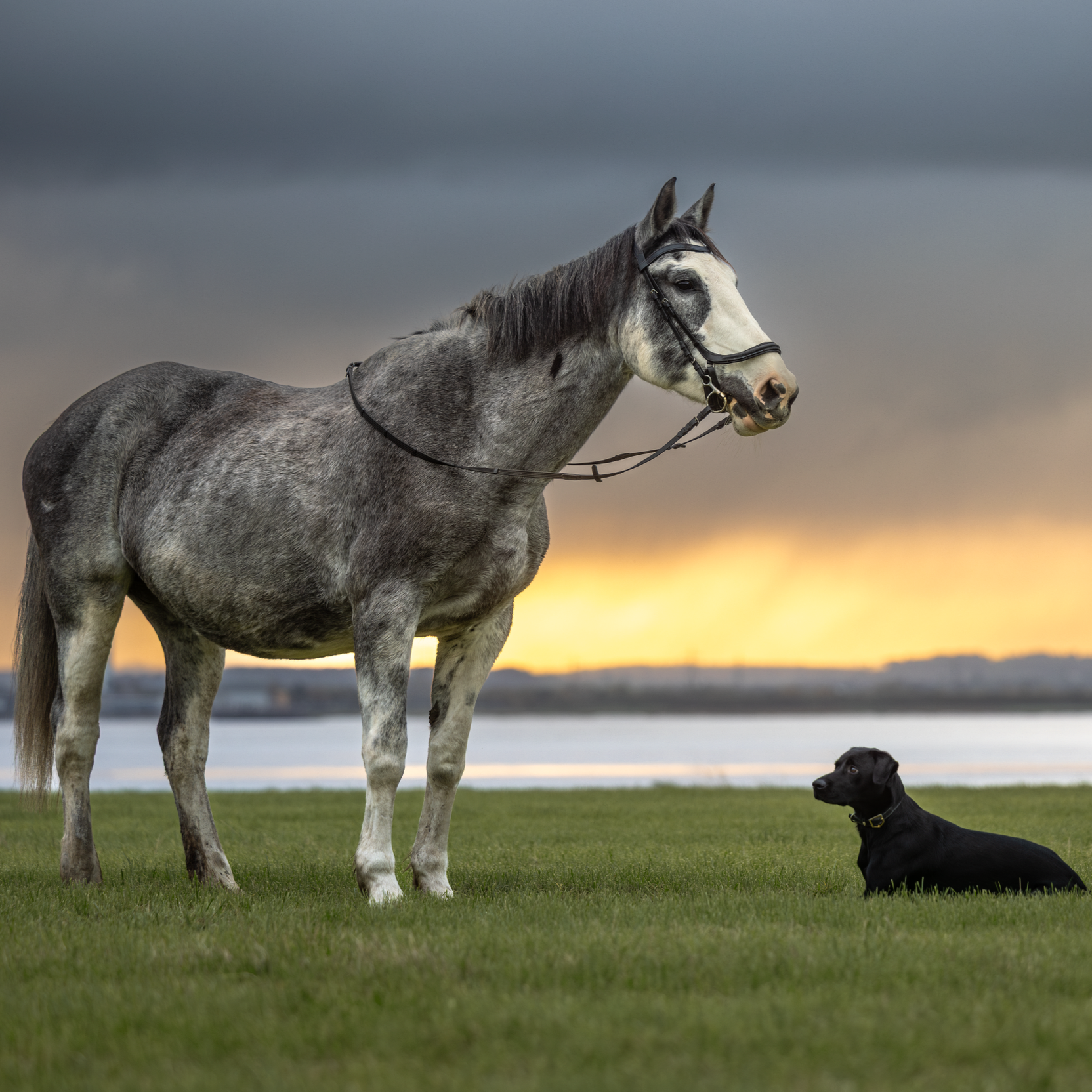 A gray horse with a black and white face and a black bridle standing on green grass near a body of water, with dark cloudy skies and a hint of sunset in the background. A small black dog with a collar is lying on the grass beside the horse.