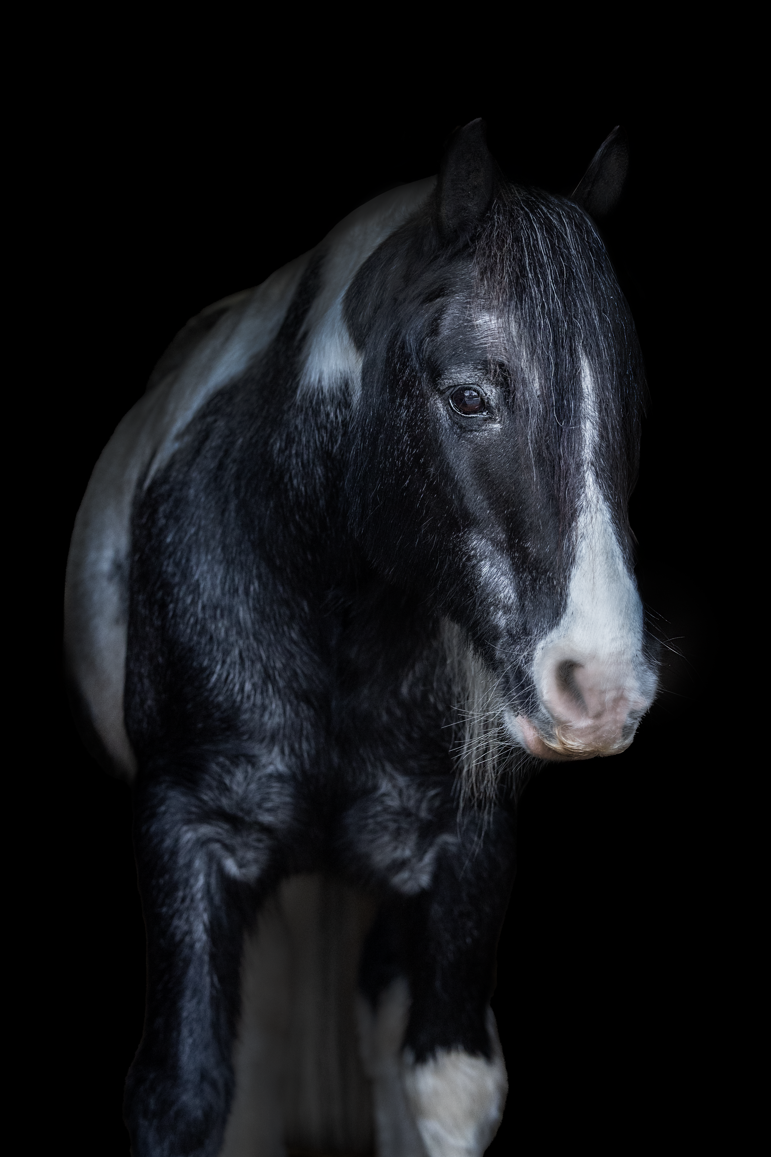 Close-up portrait of a black and white horse against a black background.