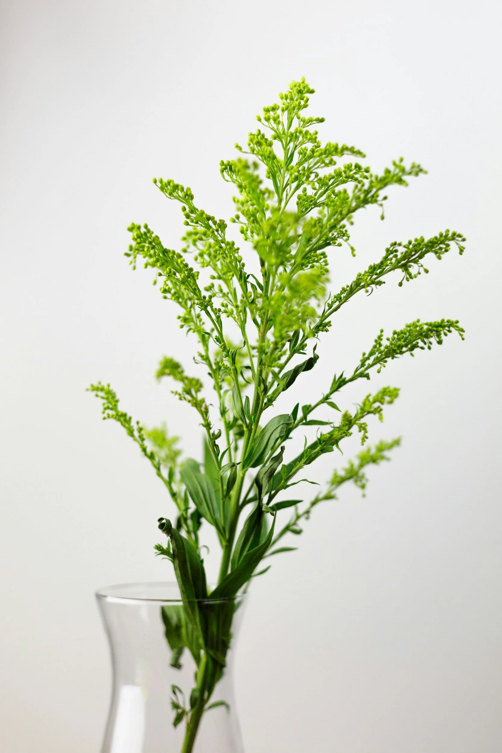 Green herb plant in a clear glass vase against a plain white background.