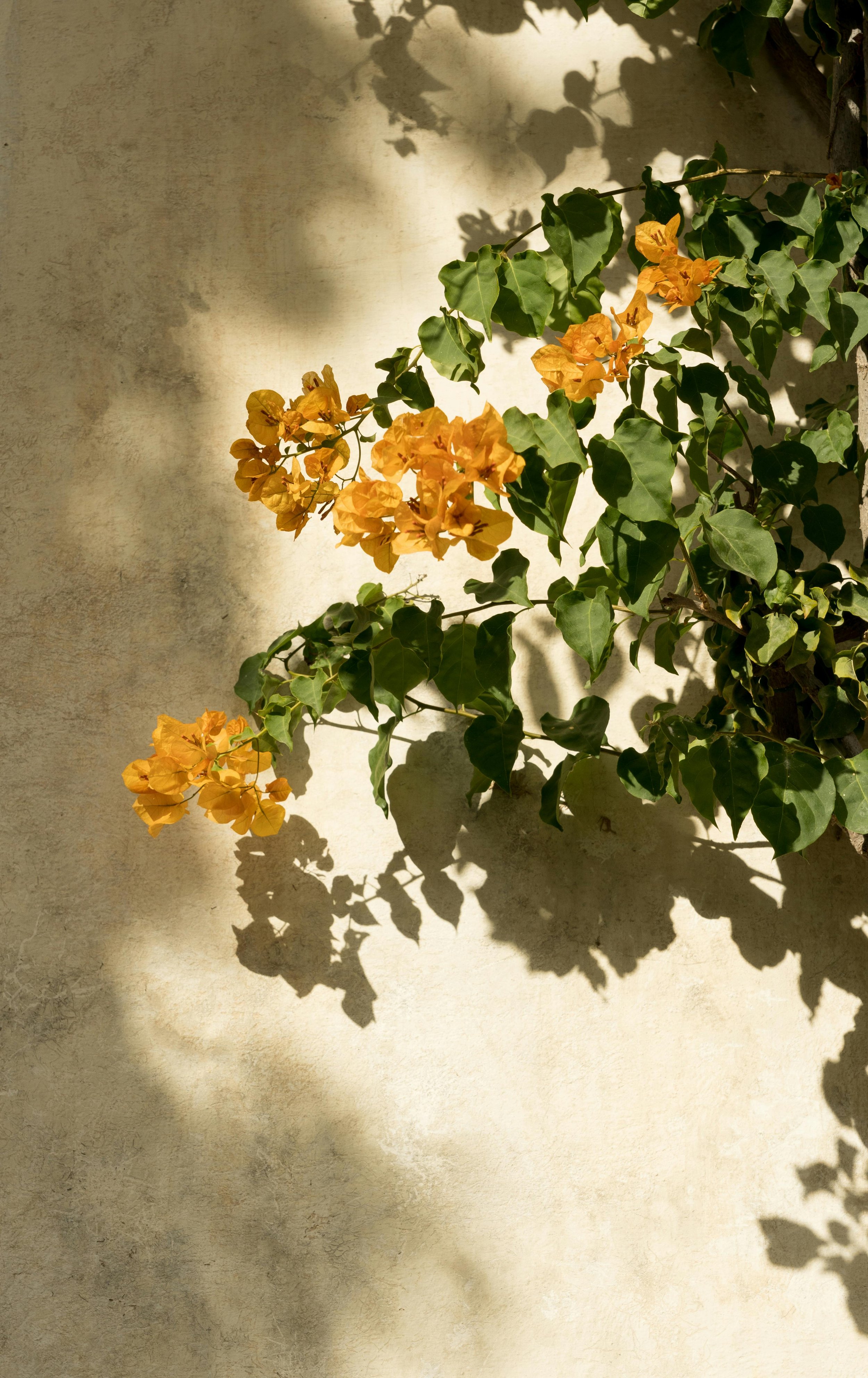 Orange bougainvillea flowers with green leaves climbing against a beige wall, casting shadows in sunlight.