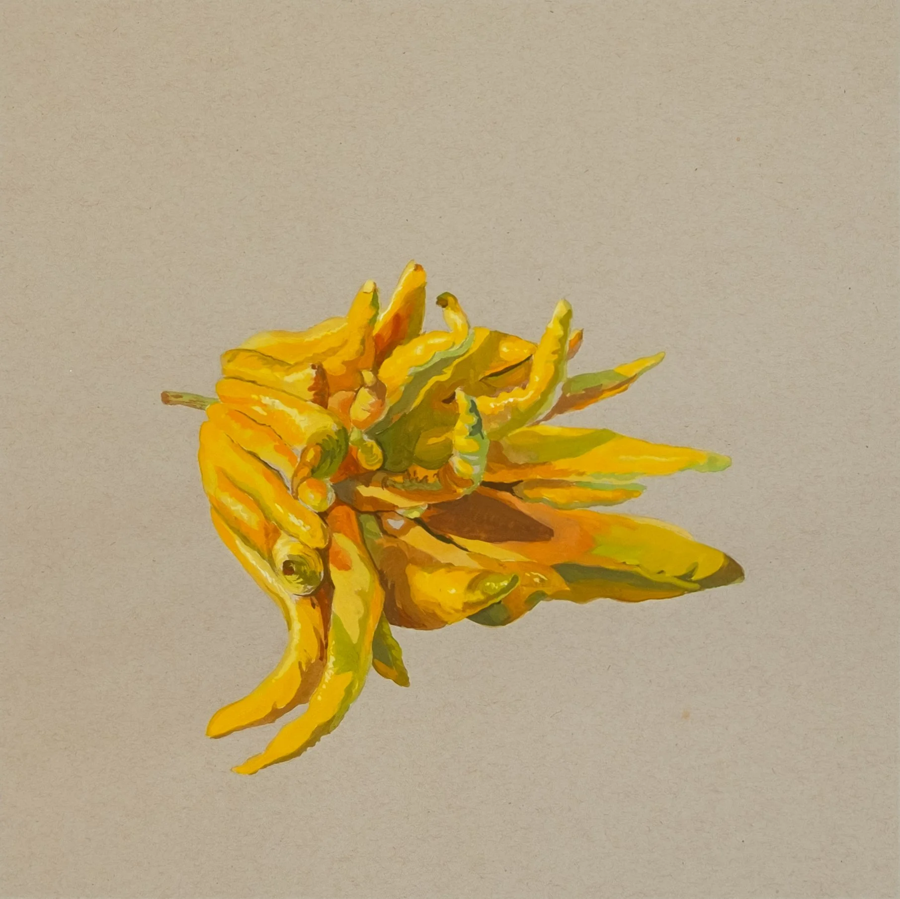 Buddha Hand #3, gouache on paper, 15" x 15"