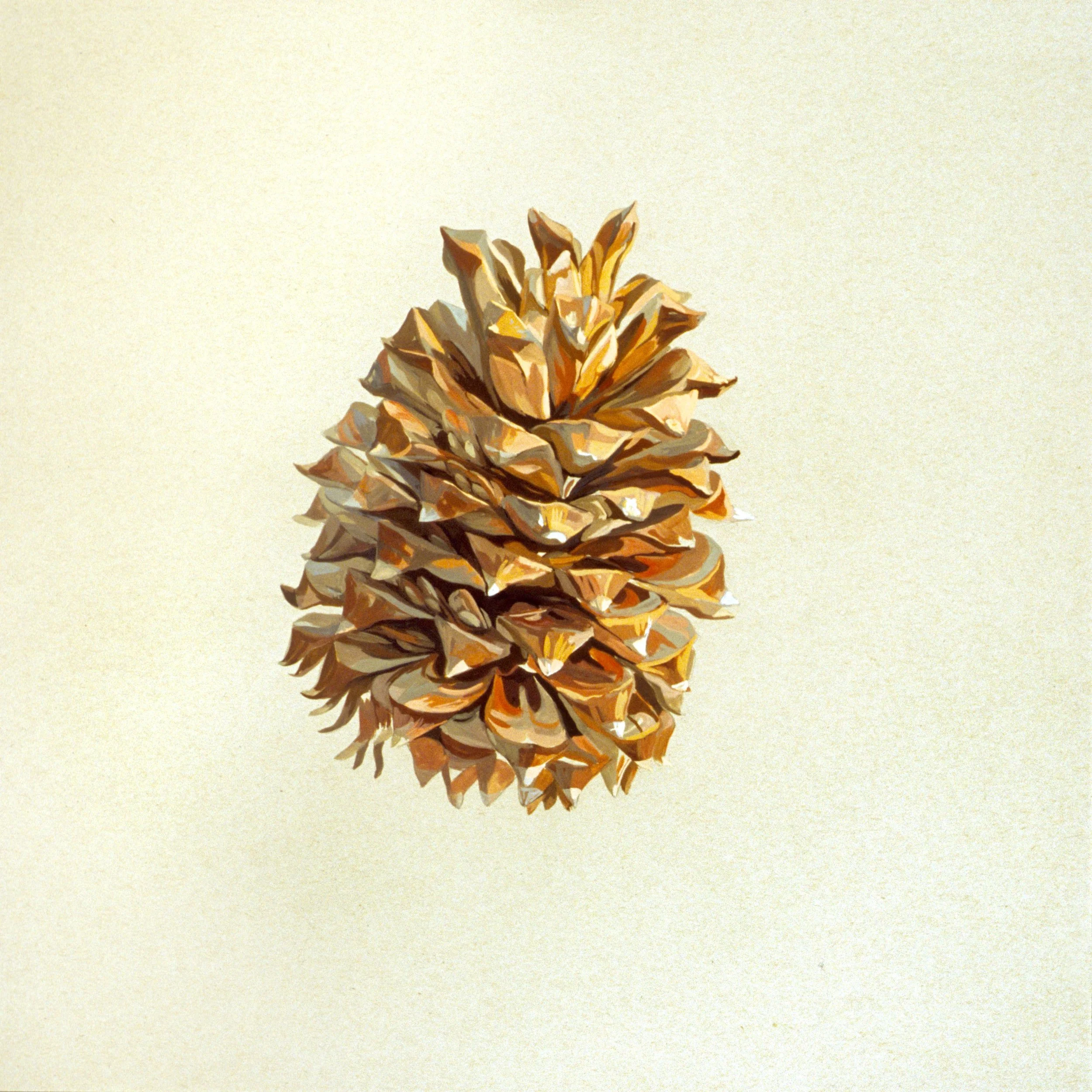 Cone #7, 2005, gouache on paper, 24" x 24"