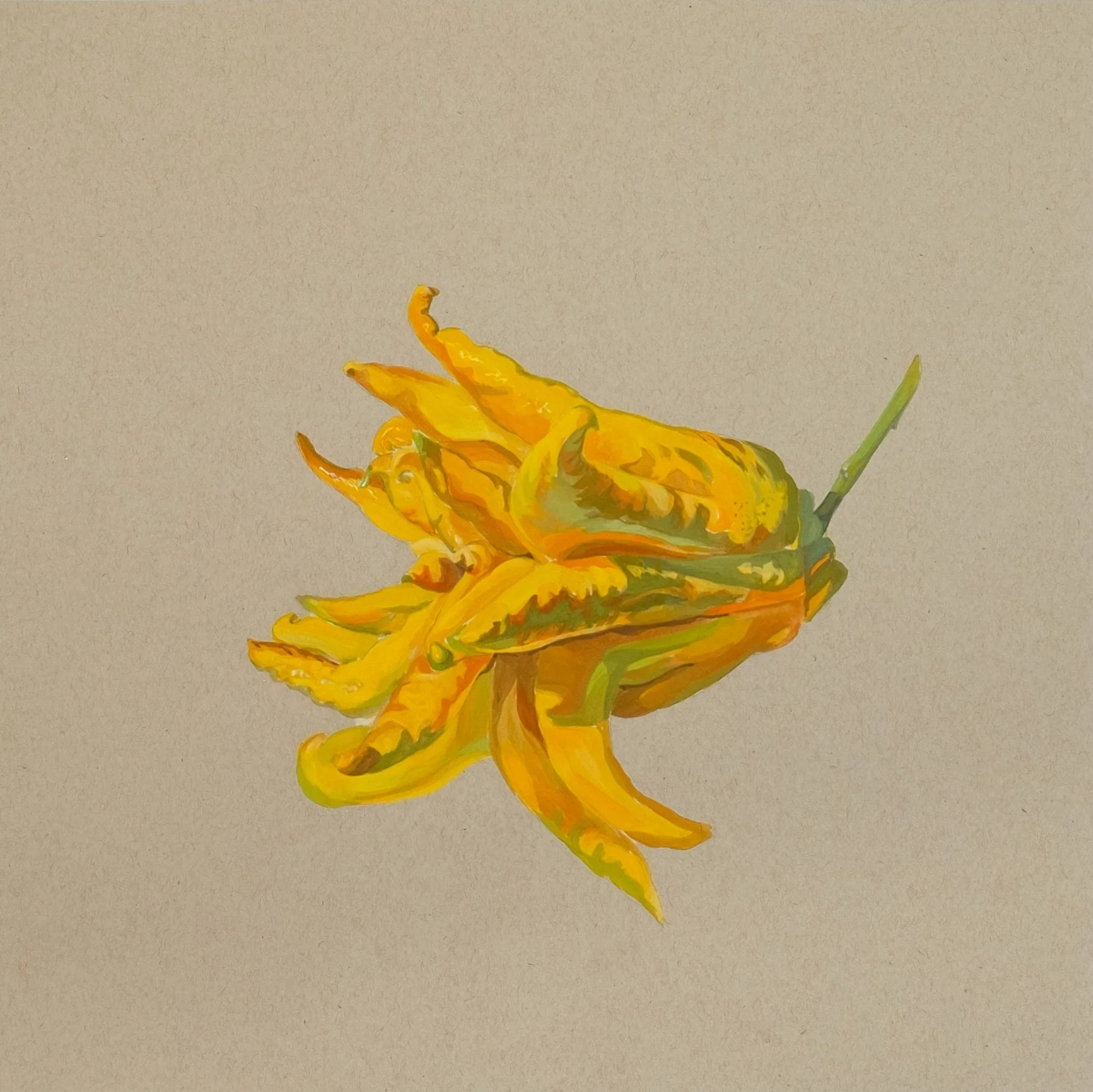 Buddha Hand #2, gouache on paper, 15" x 15"