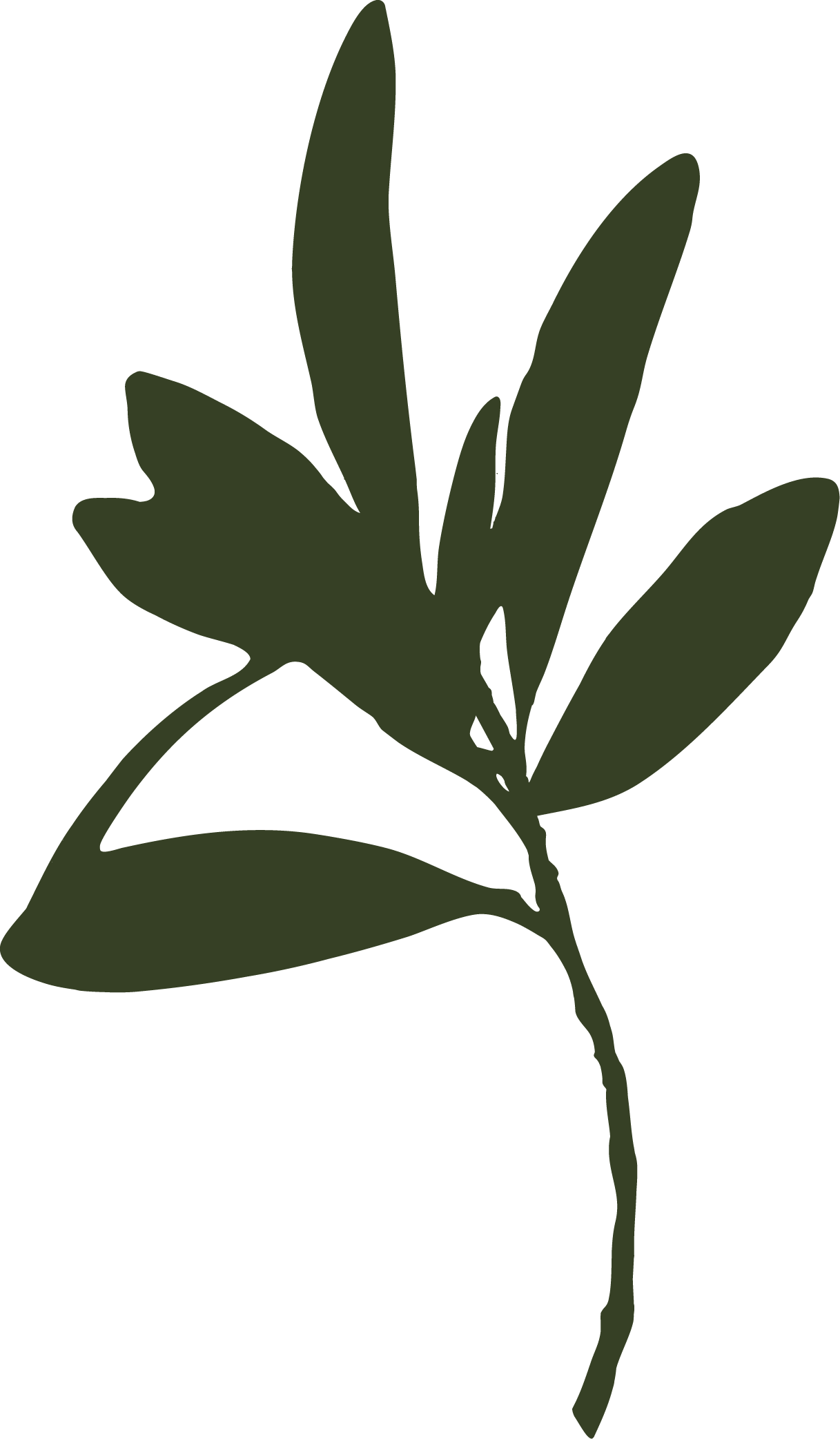 Silhouette of a green leafy plant against a black background.