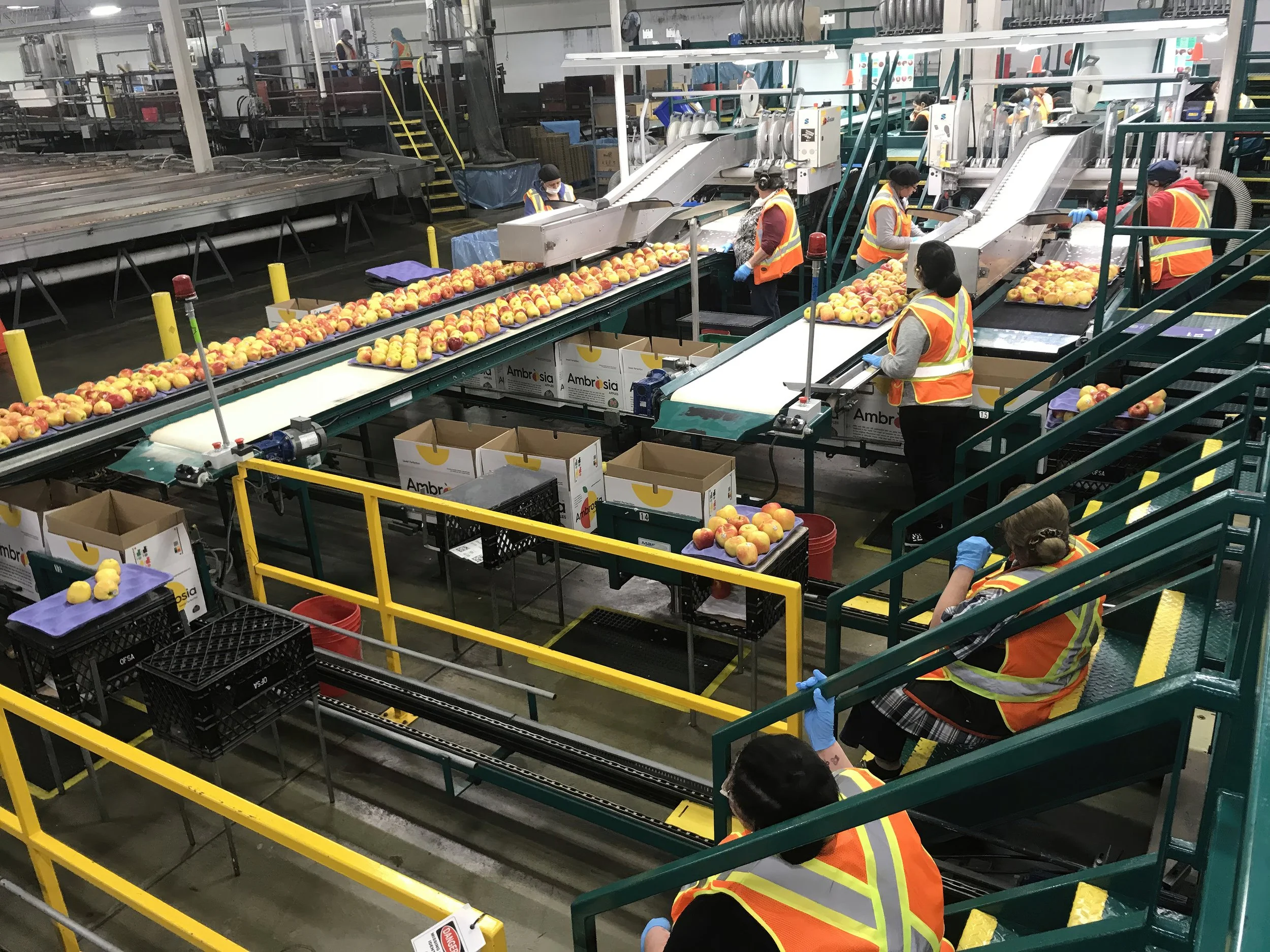Workers in safety vests and gloves sorting and packaging apples on an industrial conveyor belt in a factory.