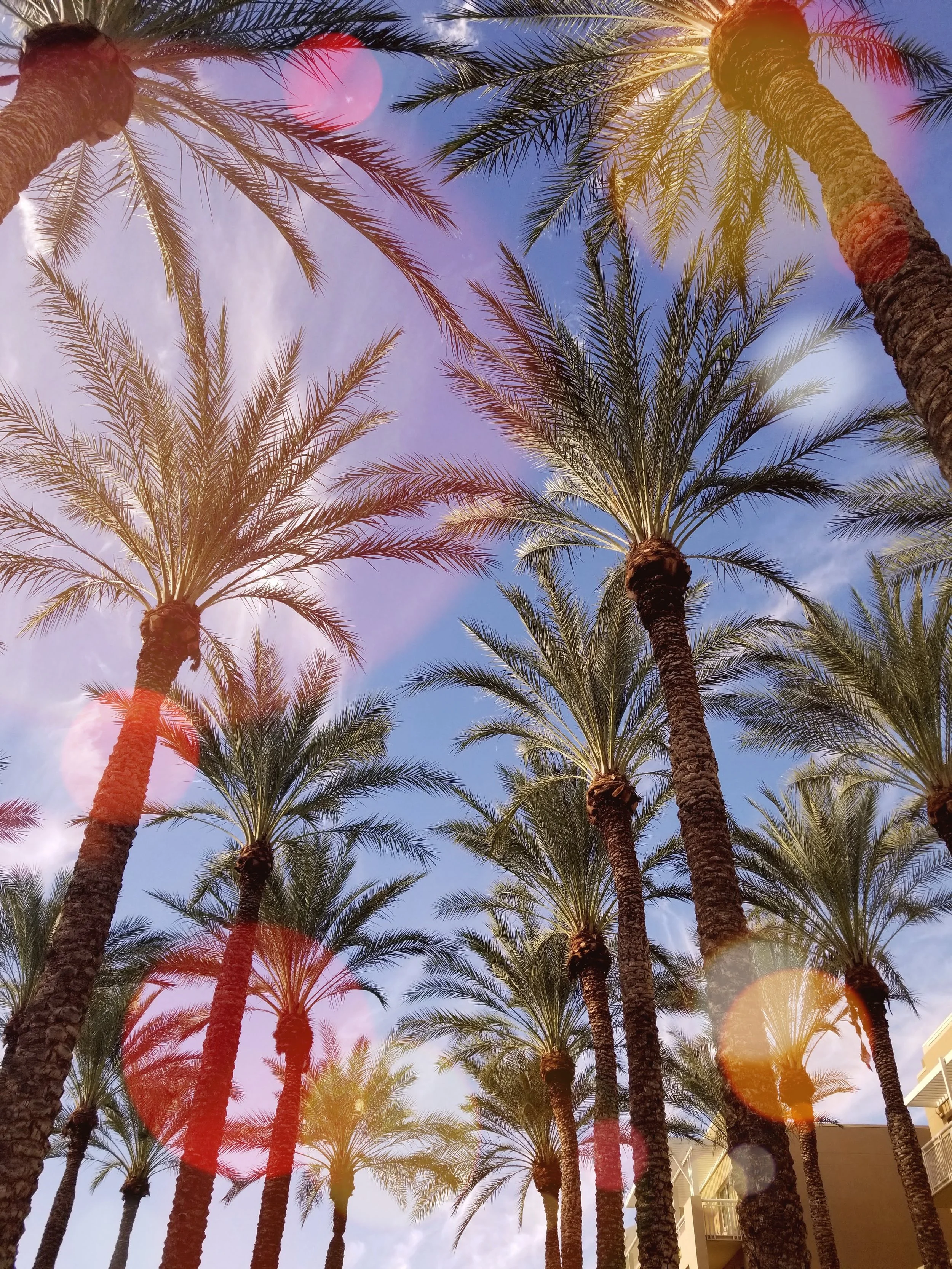 Palm Trees Scottsdale.jpg