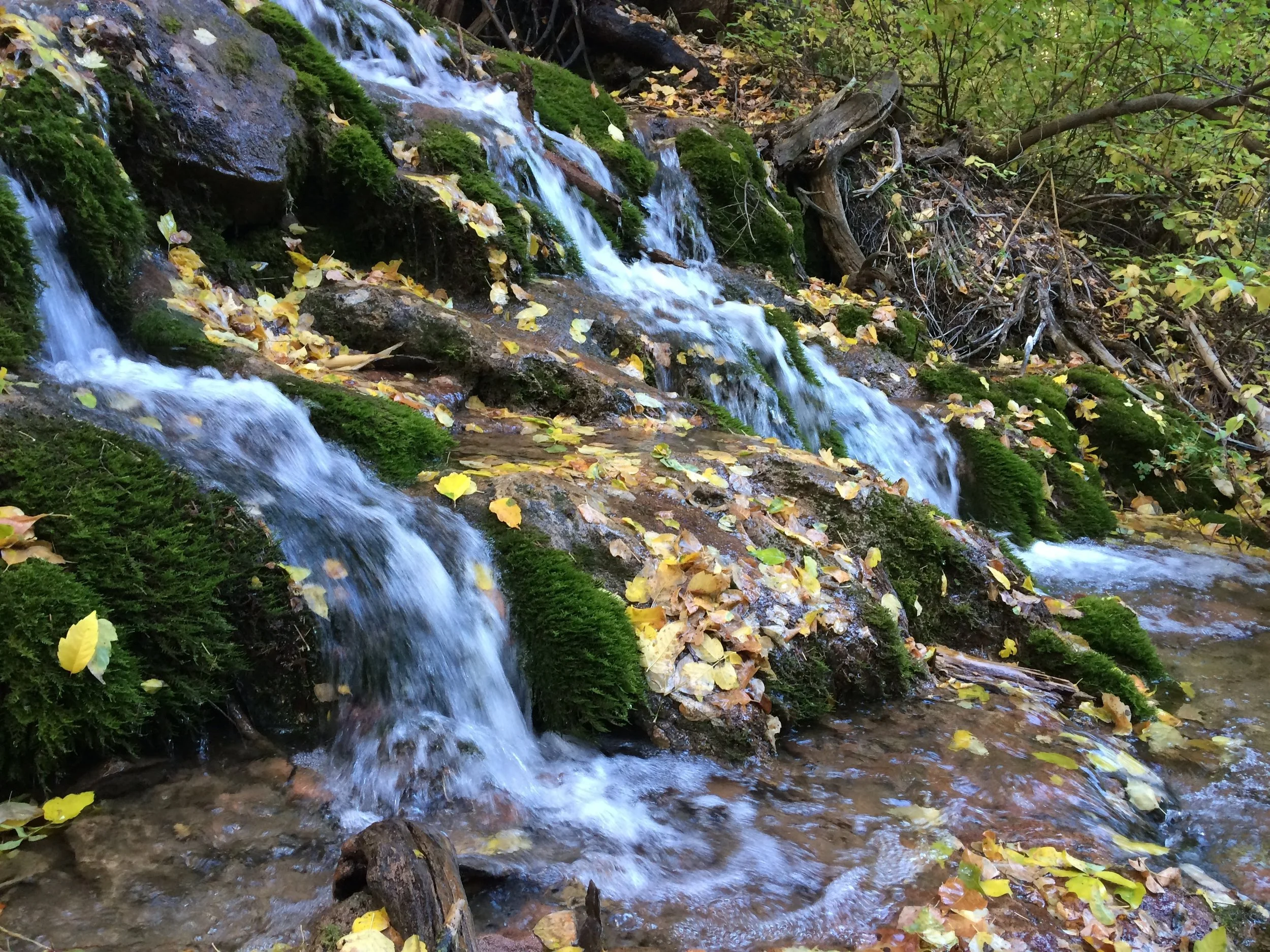 Hanging Lake leaves.JPG