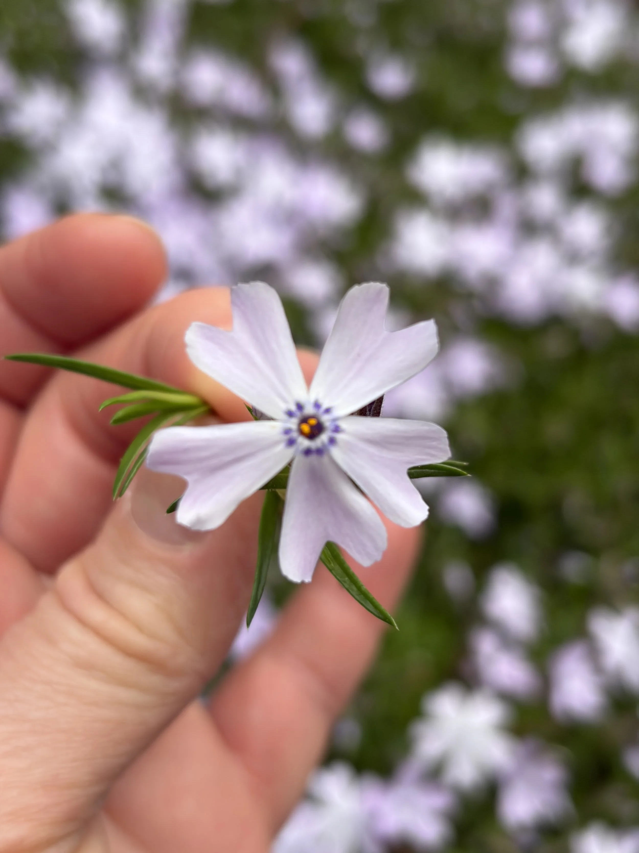 Hand holding single flower with soft purple garden background representing healing and growth.