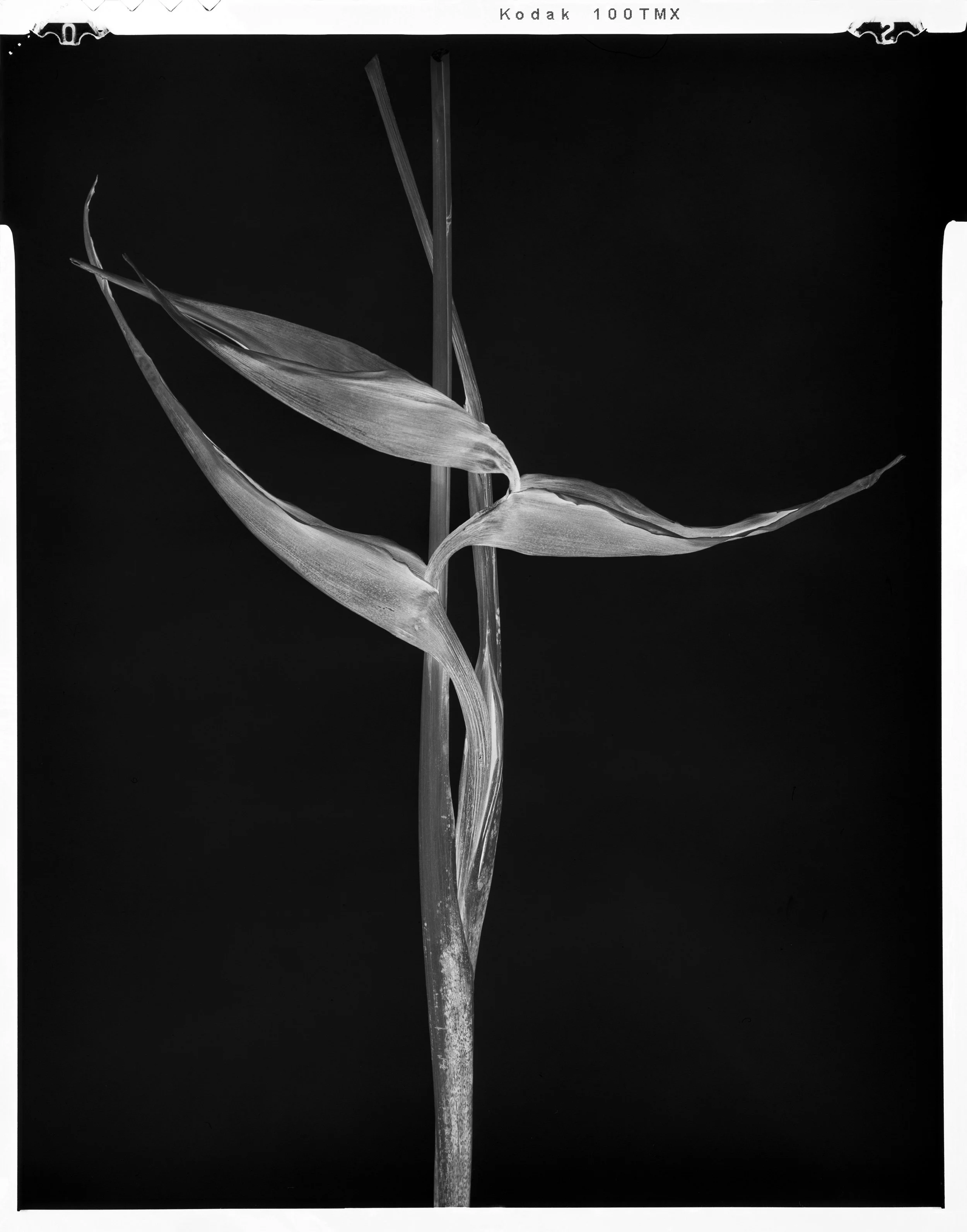 'Black Birds of Paradise_12'  2022