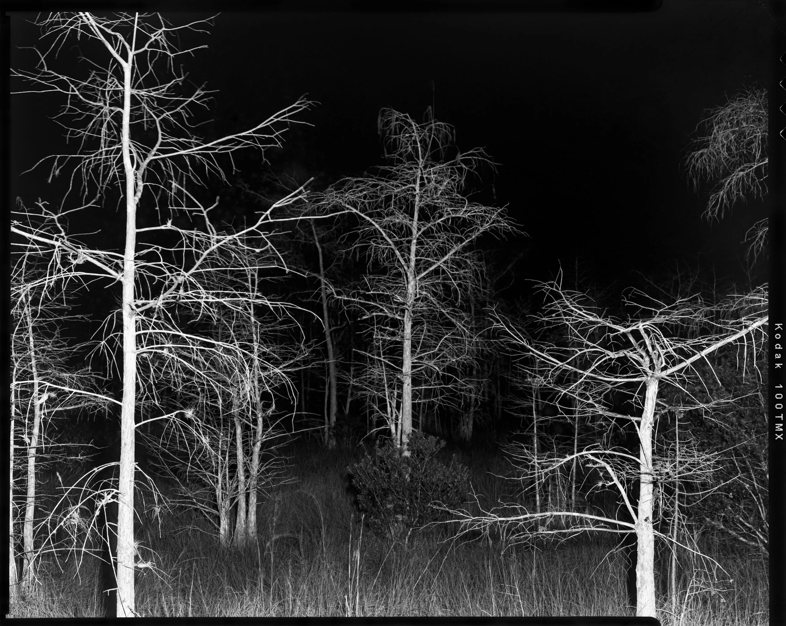 'Everglades_06'  2022