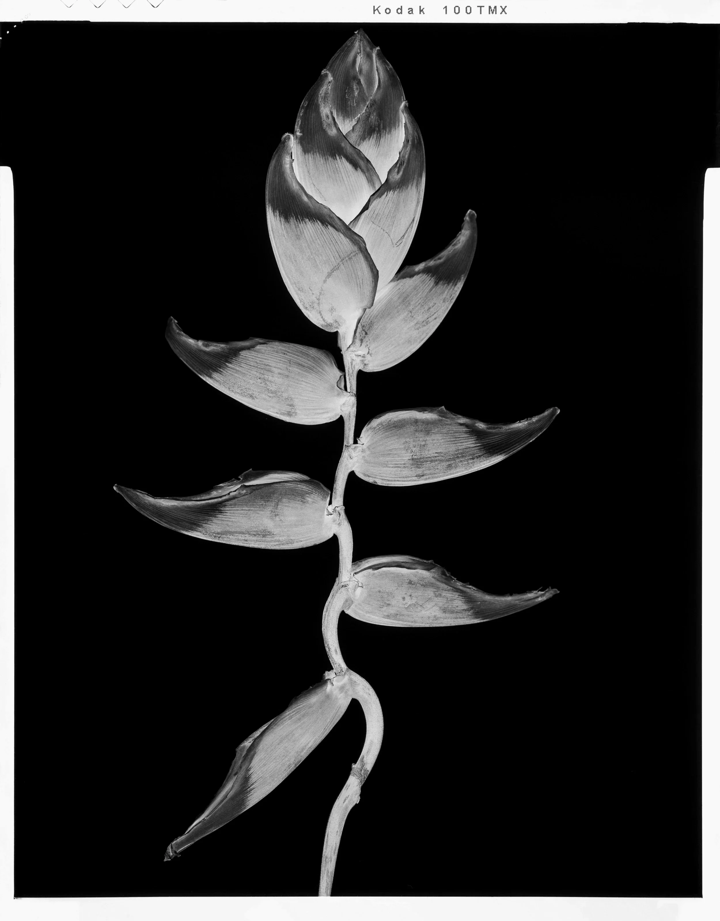 'Black Birds of Paradise_09'  2022  from the series 'Black Birds of Paradise' 2021 / 22