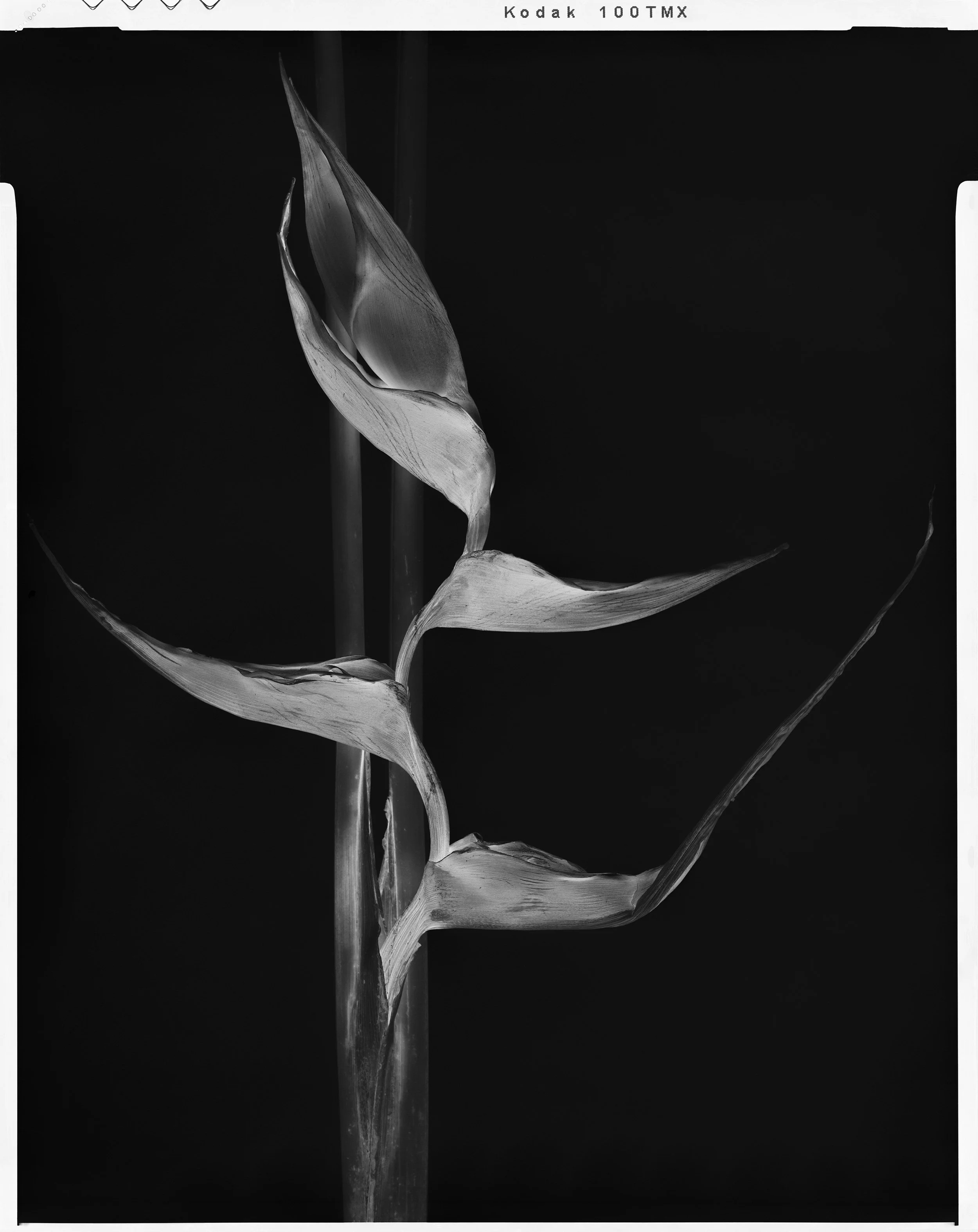 'Black Birds of Paradise_03'  2021