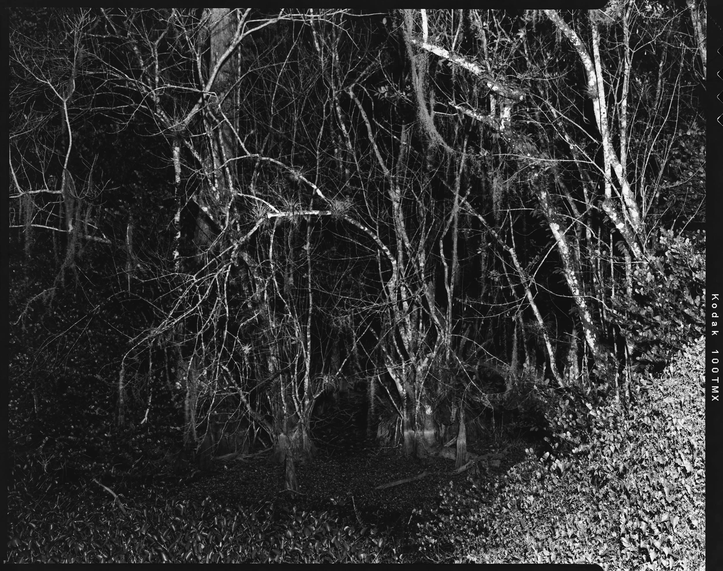 'Everglades_04' 2022