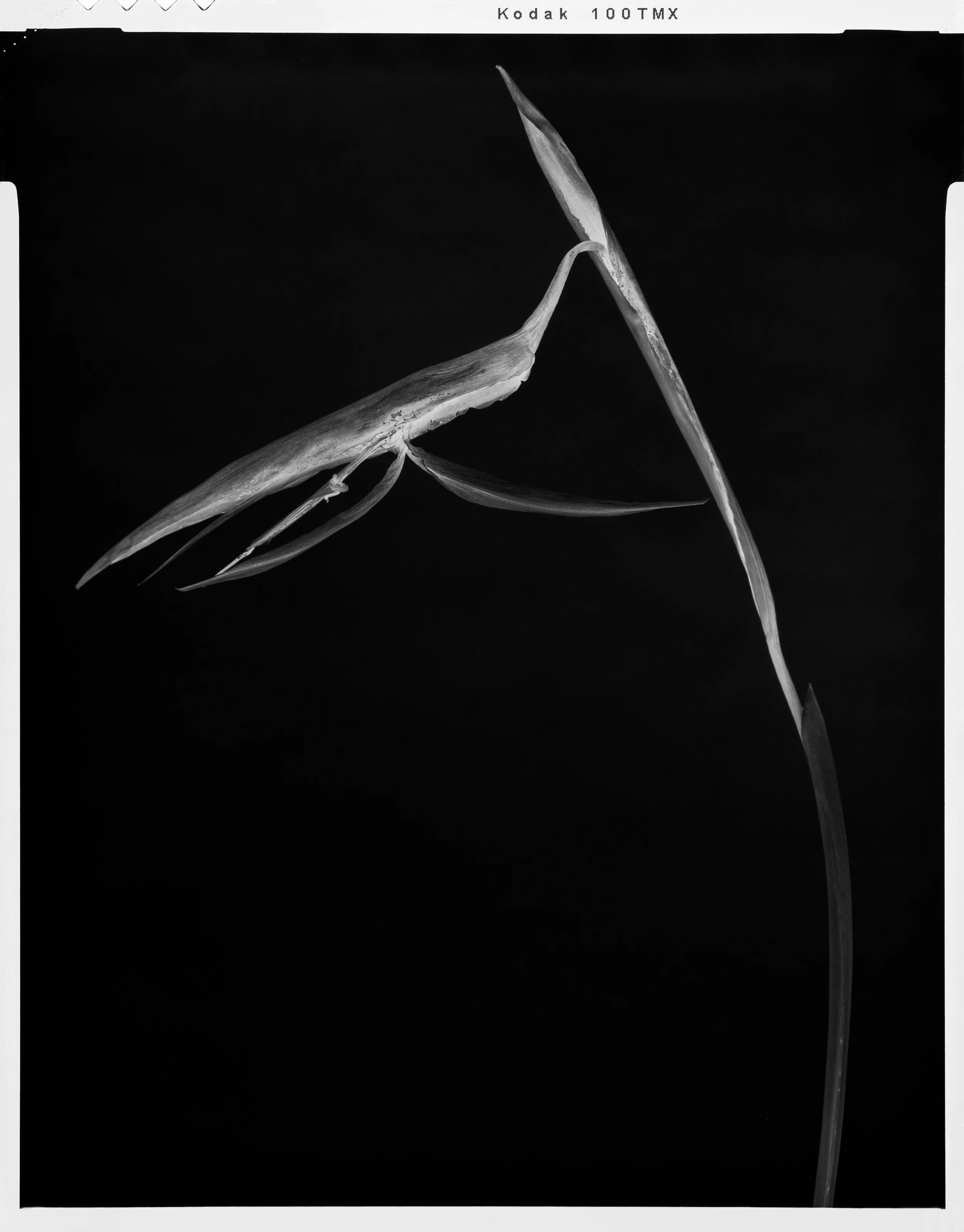 'Black Birds of Paradise_18'  2022