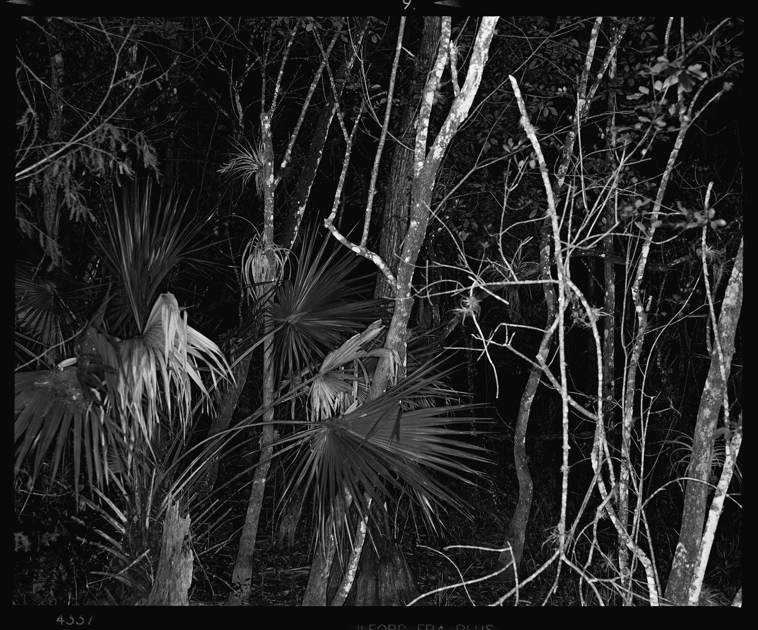 Everglades_1408_09 2017 for website.jpg