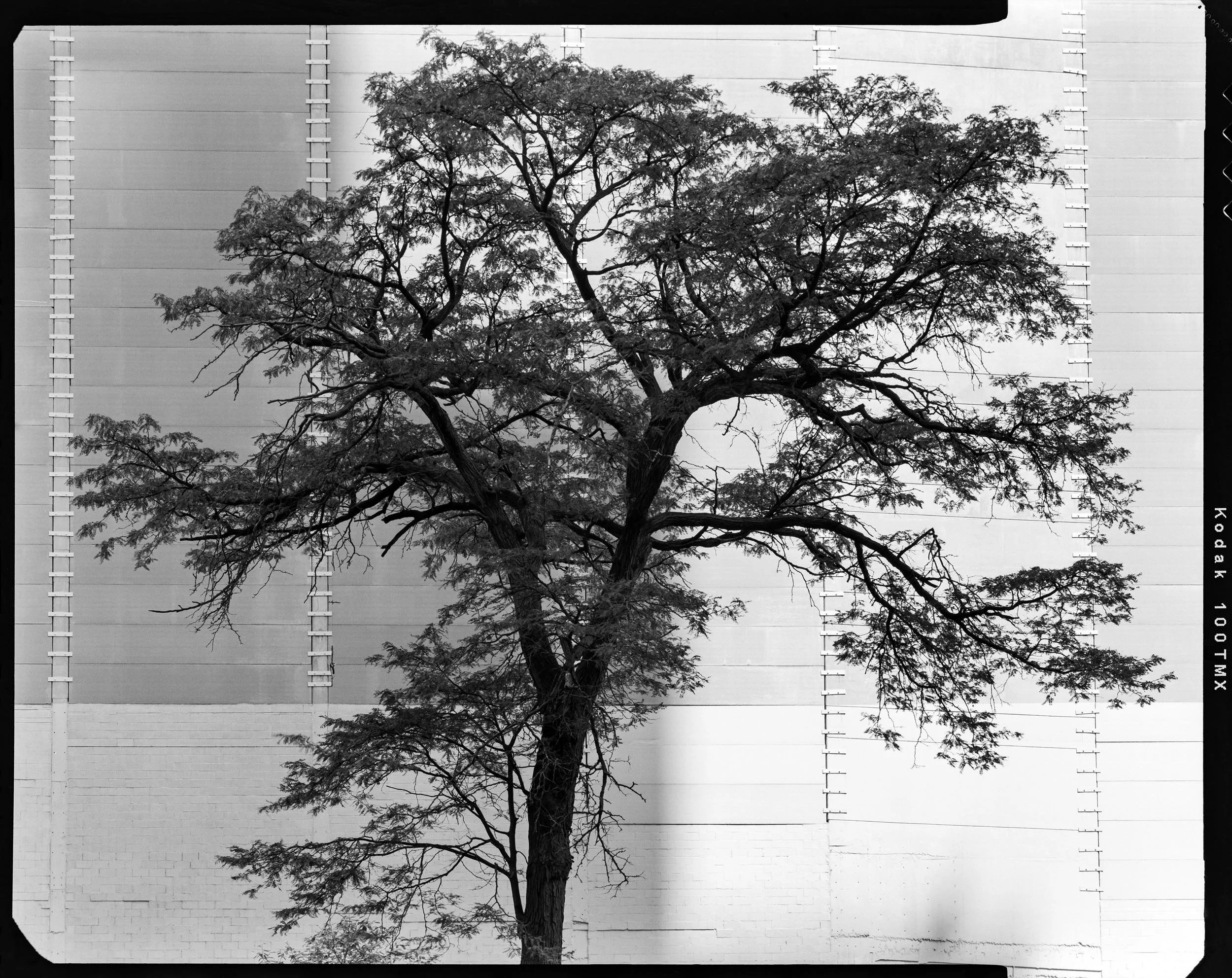 'Tree'   Chicago 2021