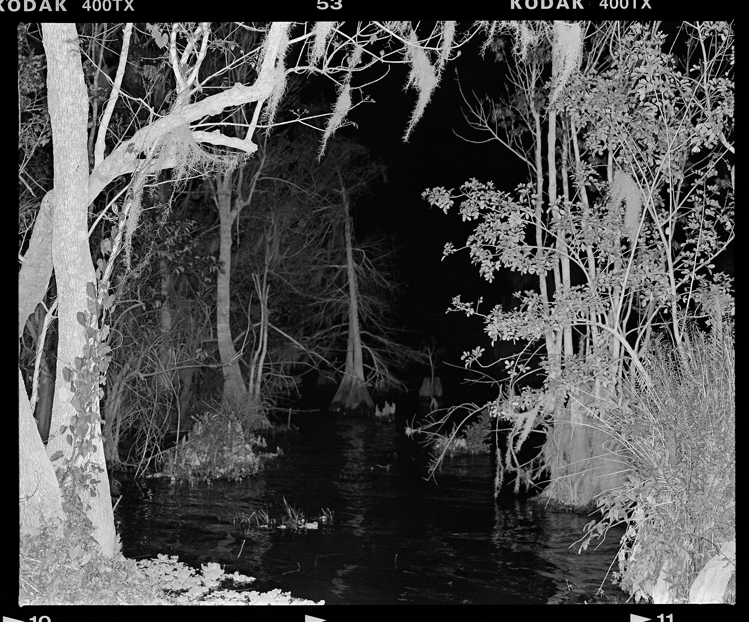 'Blue Cypress_01'  2019