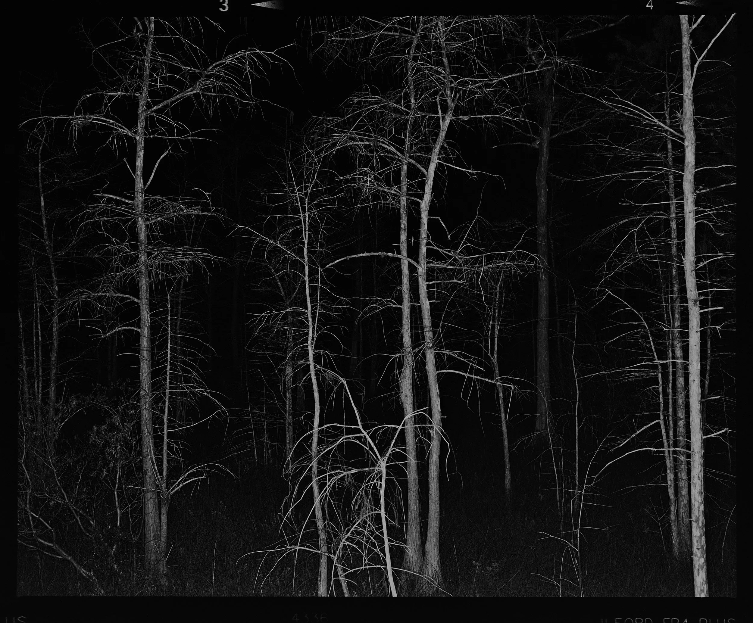 'Everglades_1405_3'  2017