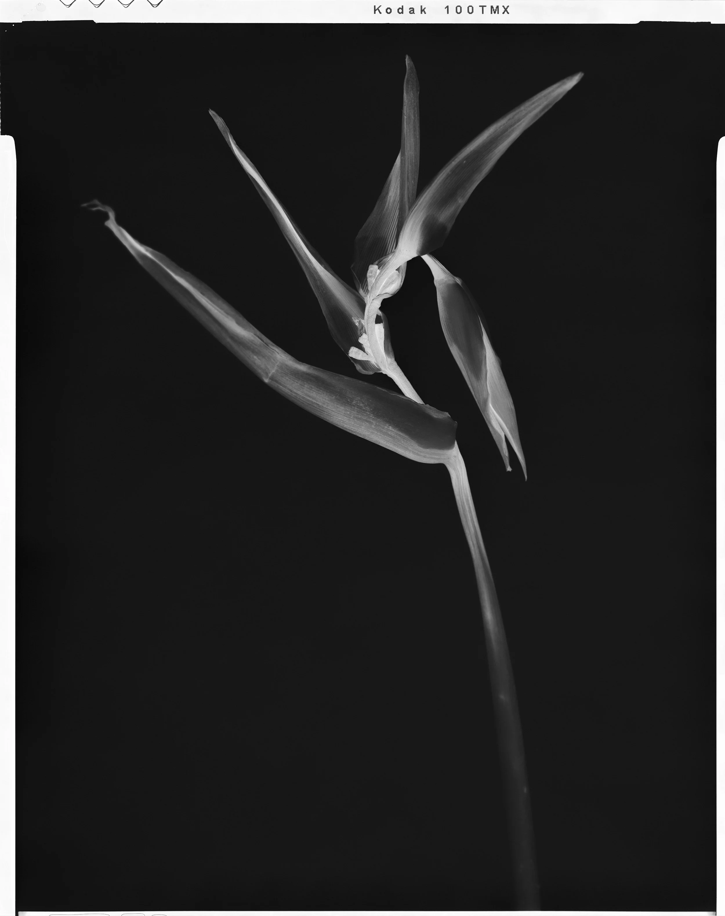 'Black Birds of Paradise_01'  2021