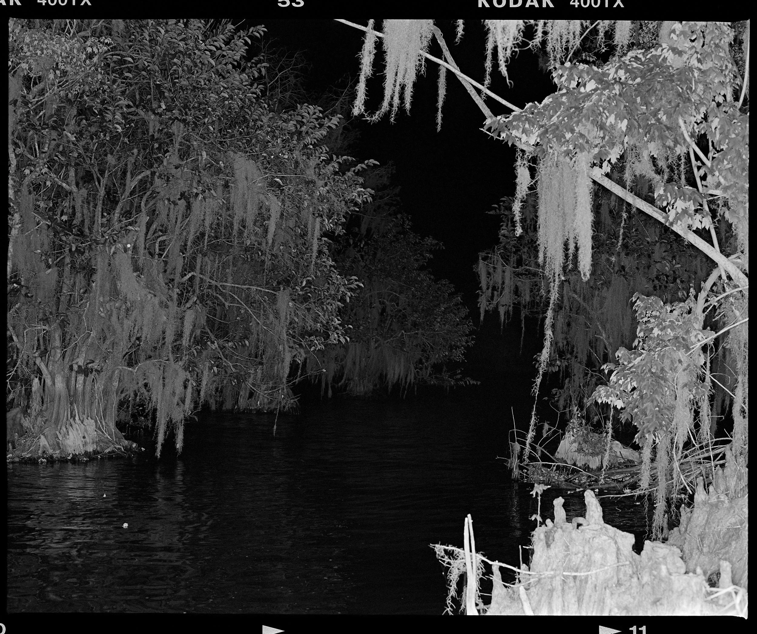 'Blue Cypress_03'  2019