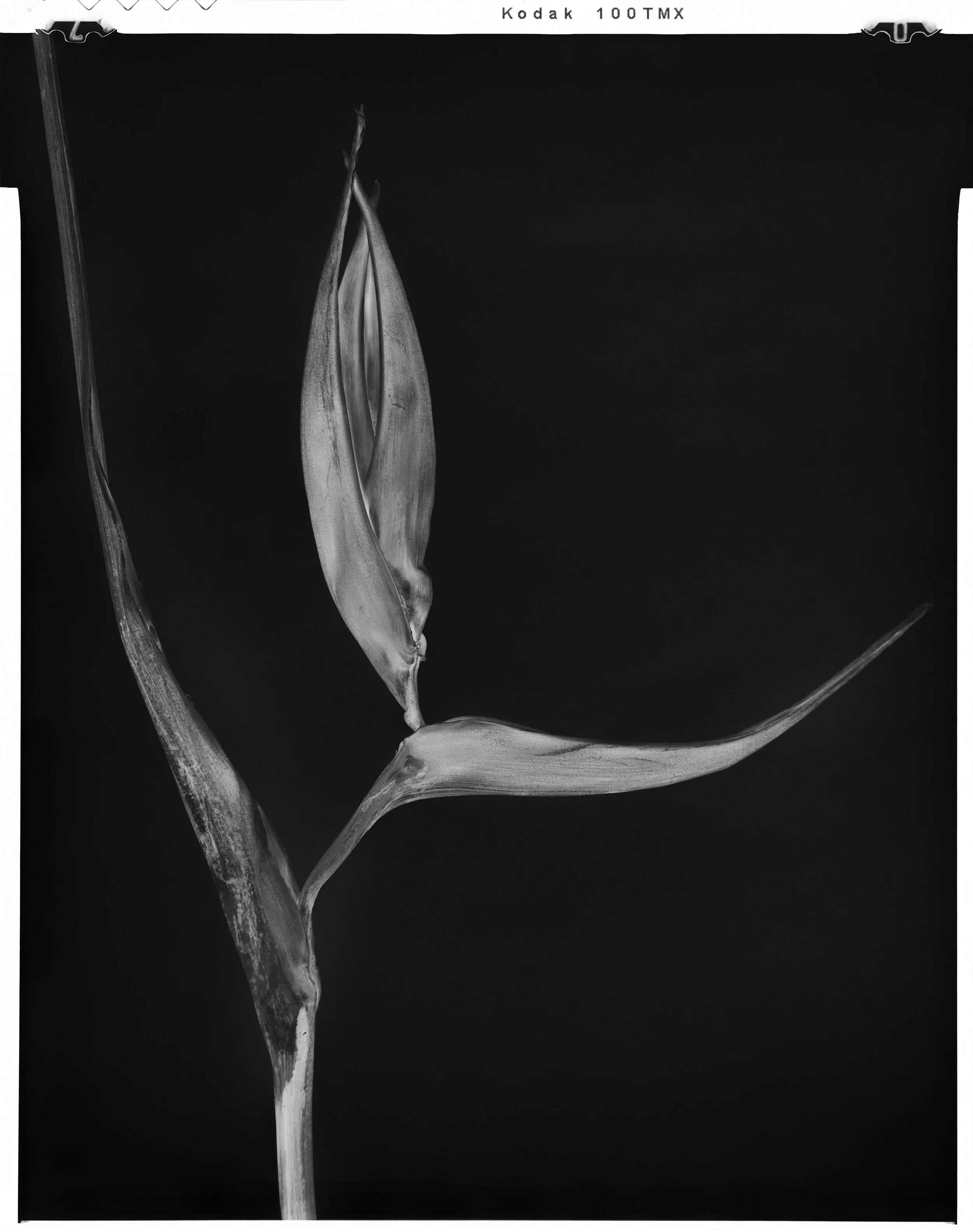 'Black Birds of Paradise_19'  2021