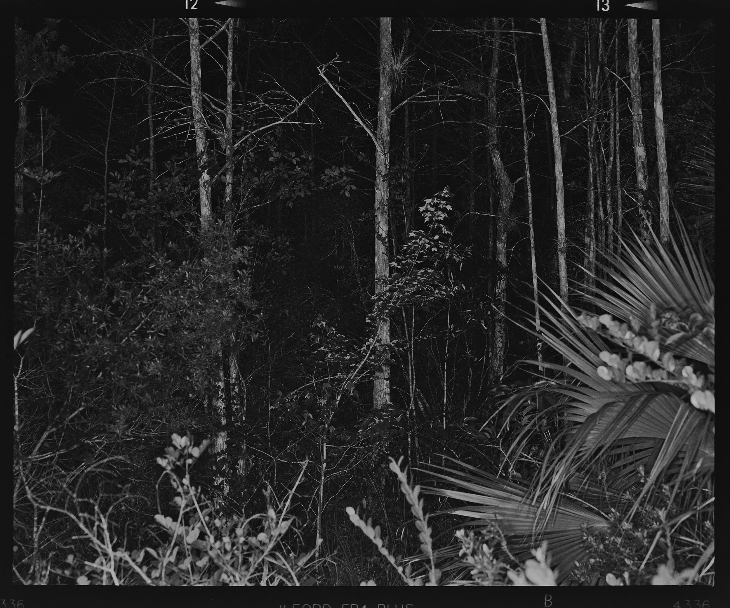 'Everglades_1405_12'  2017